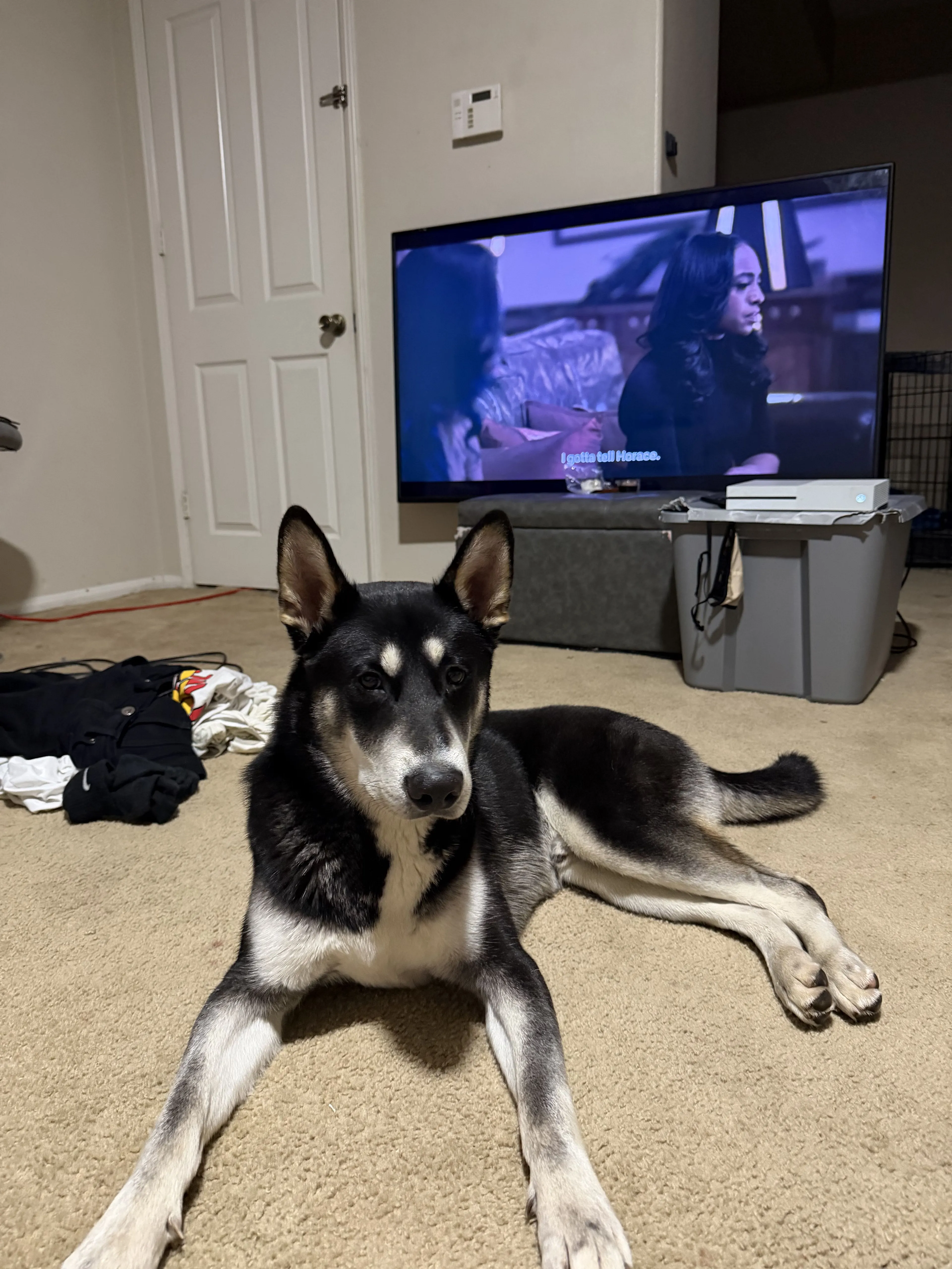 Lost pet-0