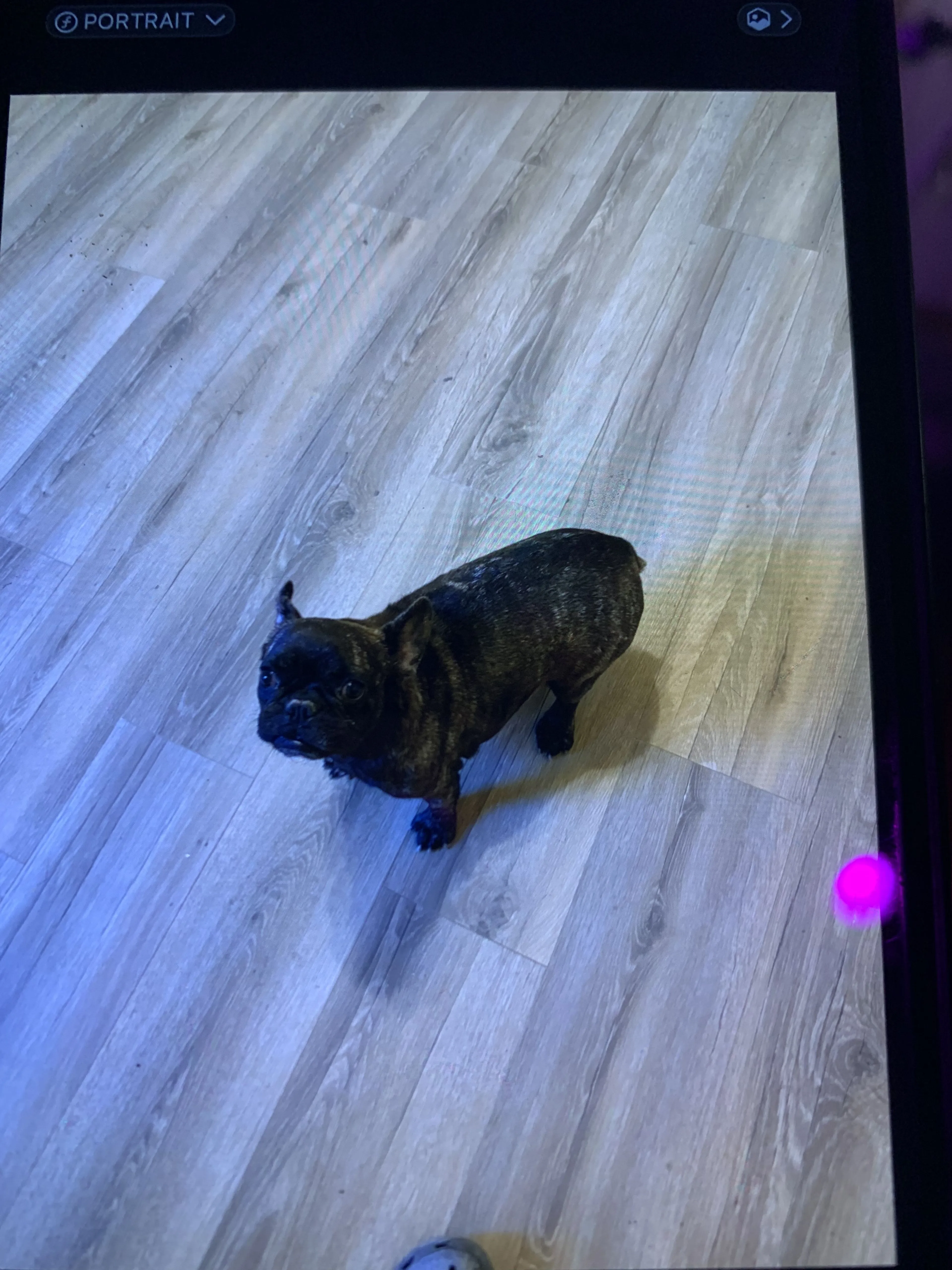 Lost pet