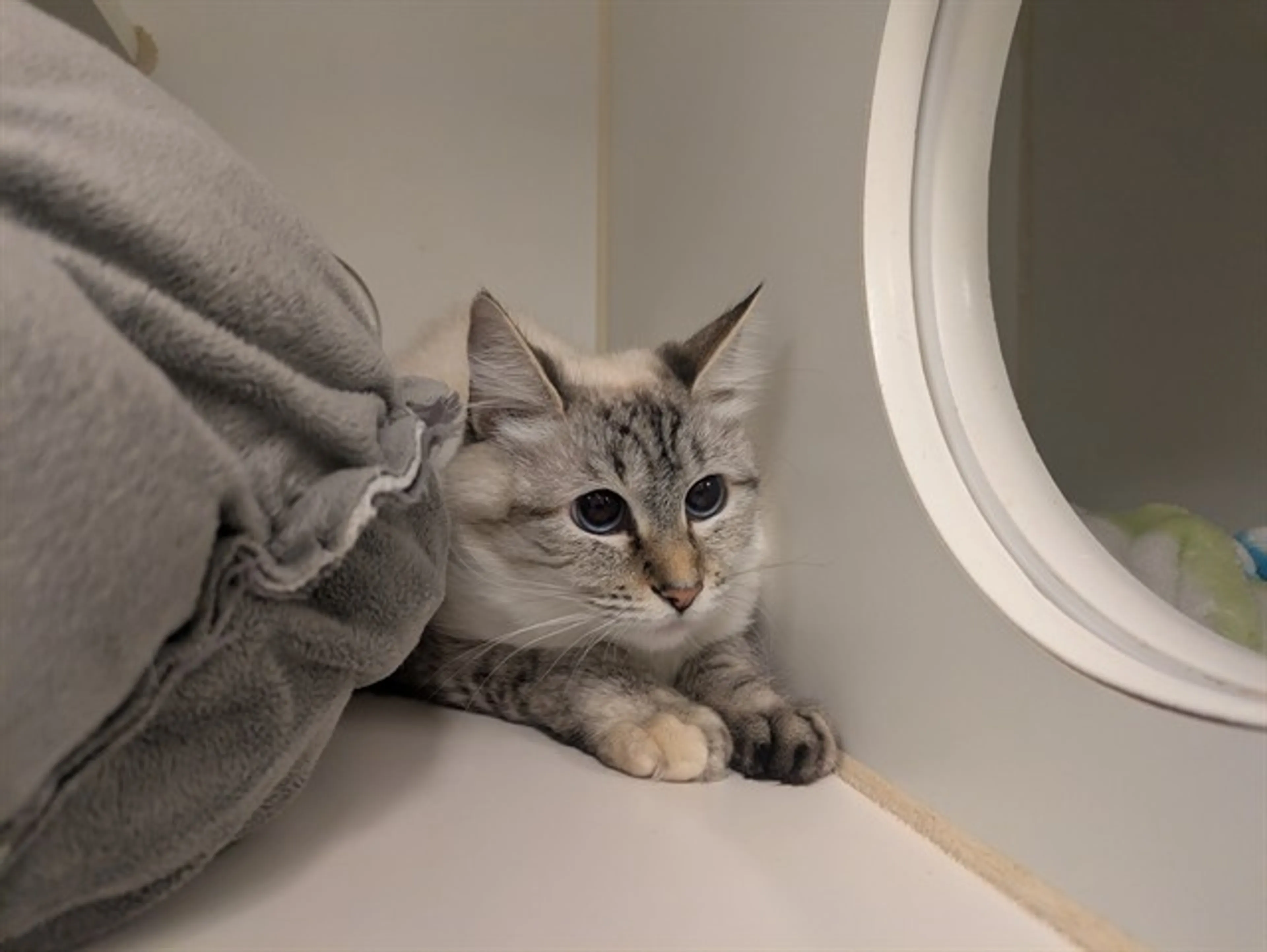 Found pet