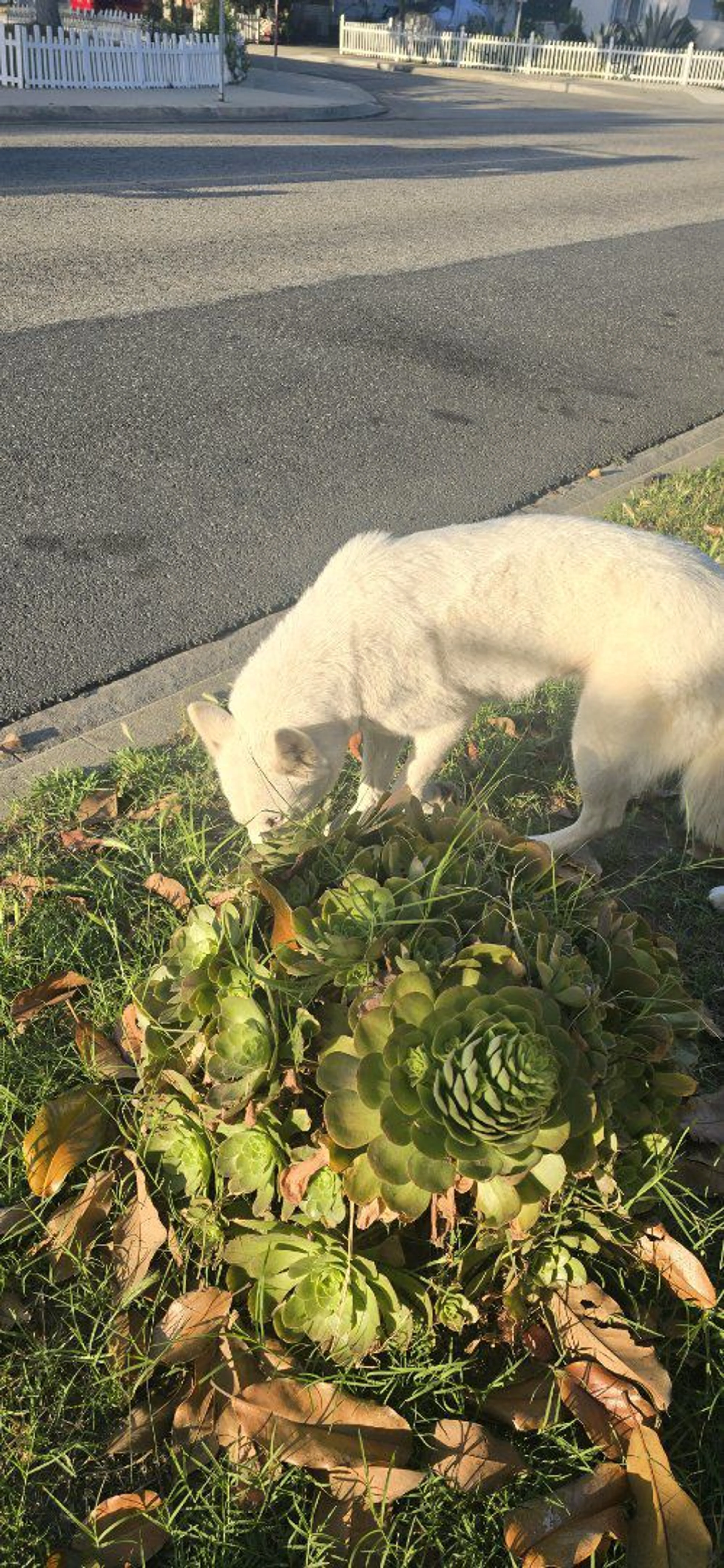 Lost pet-1