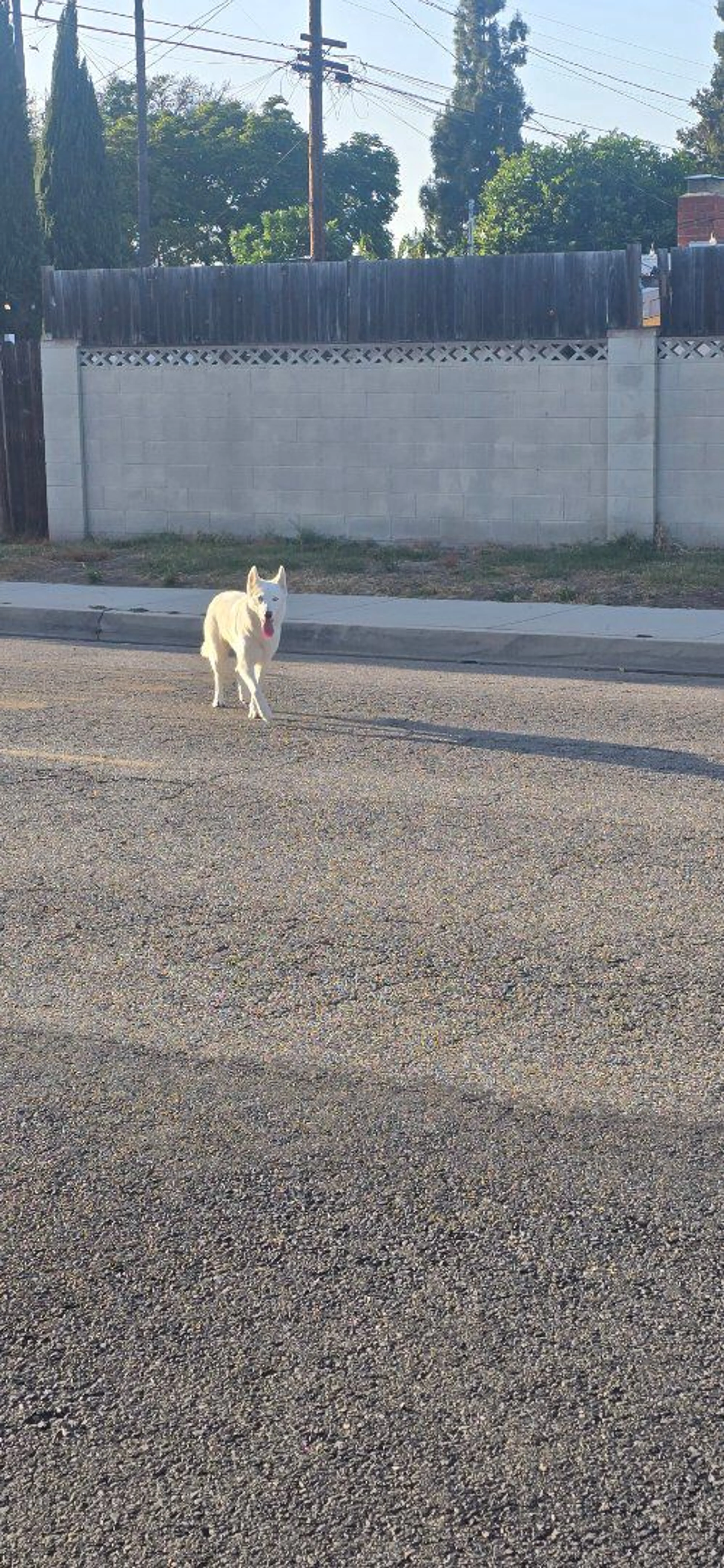 Lost pet-0