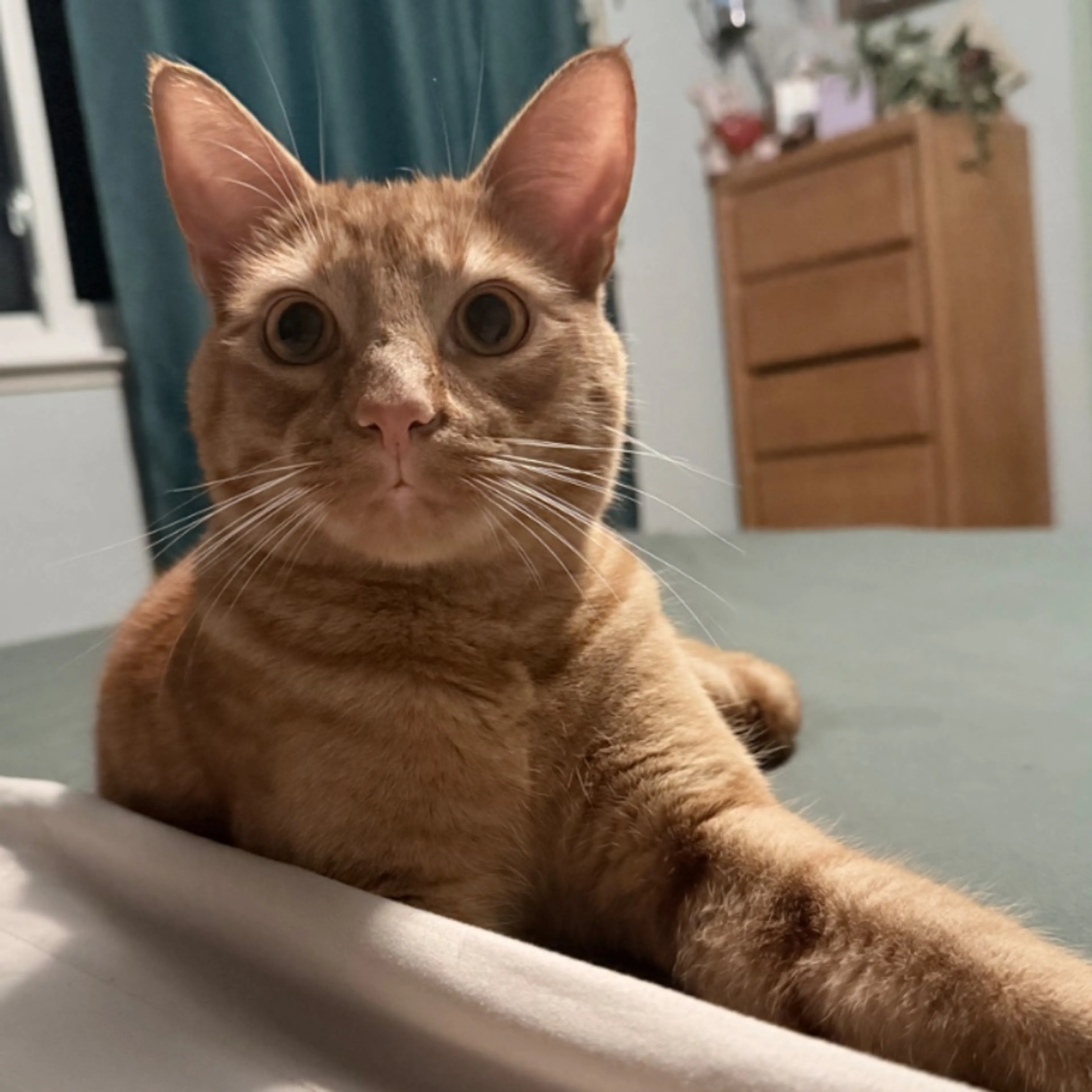 Lost pet-0