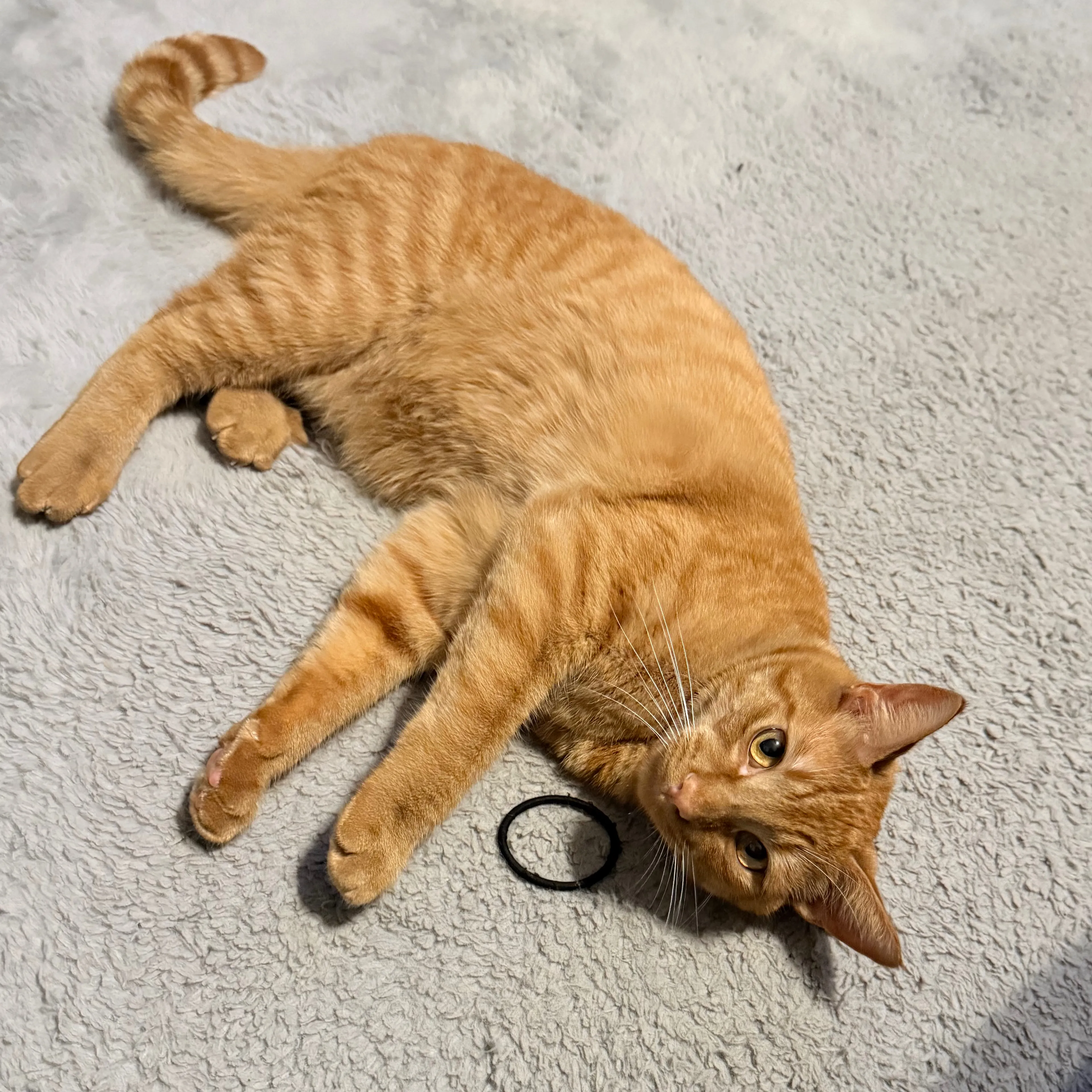 Lost pet-1