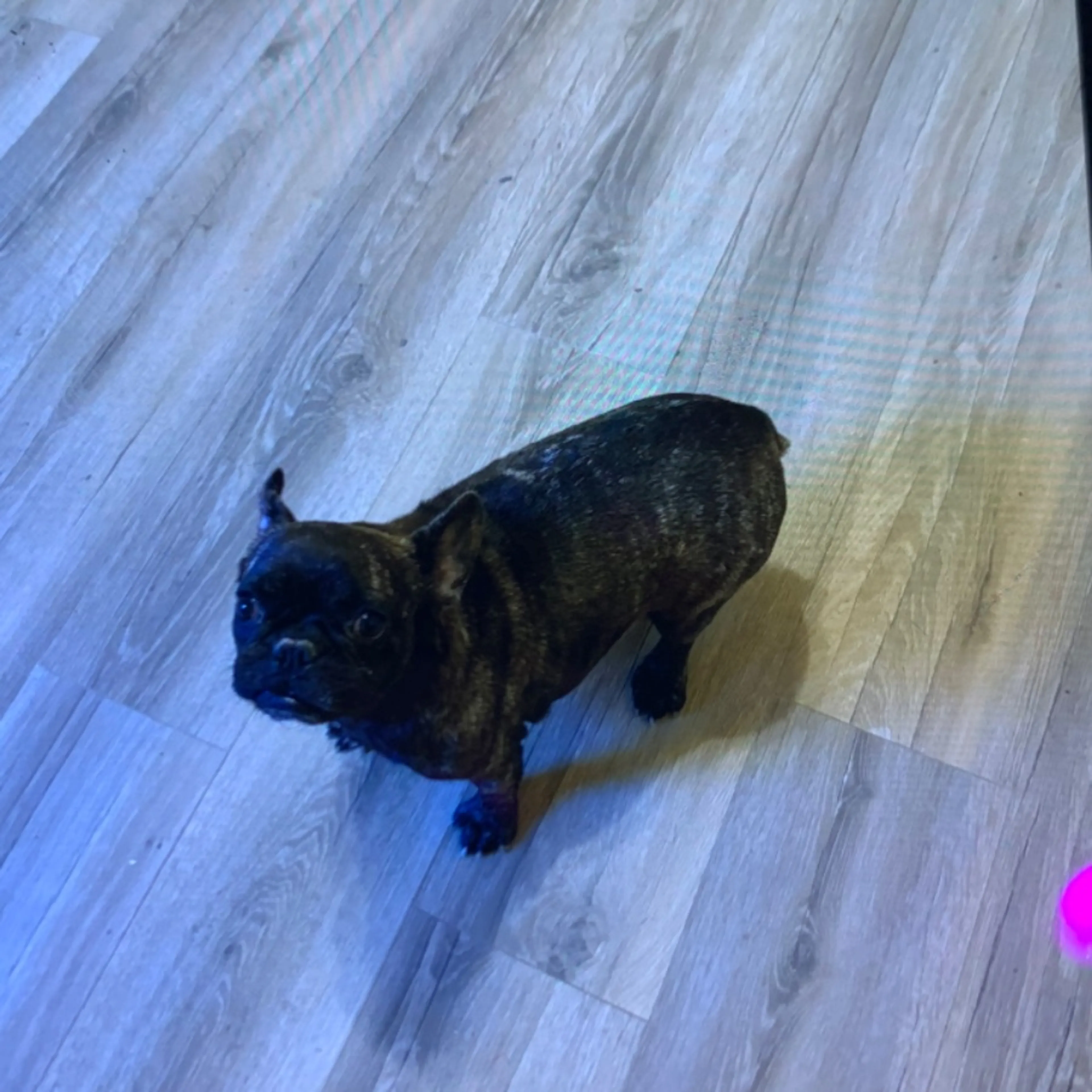 Lost pet
