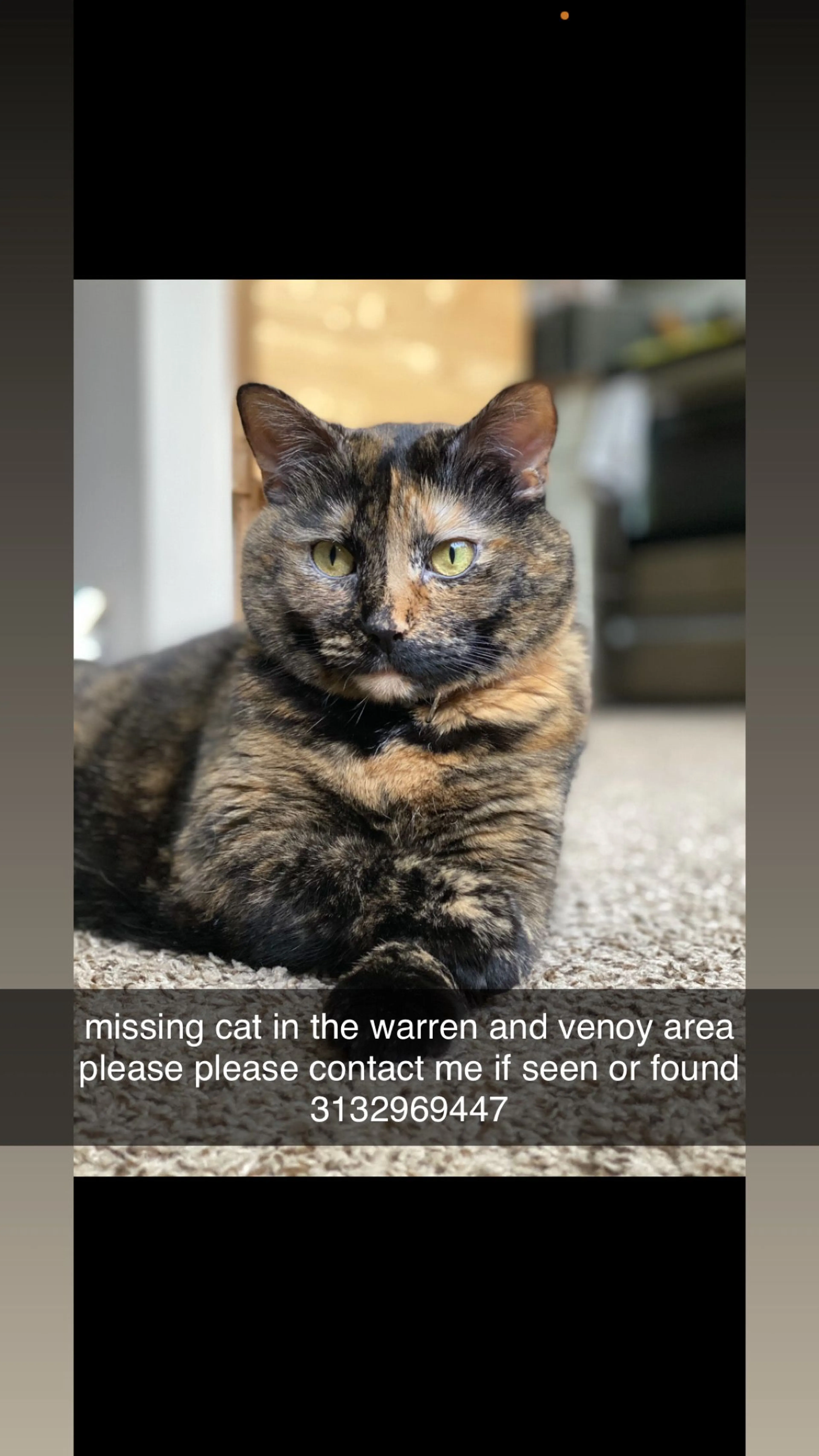 Lost pet
