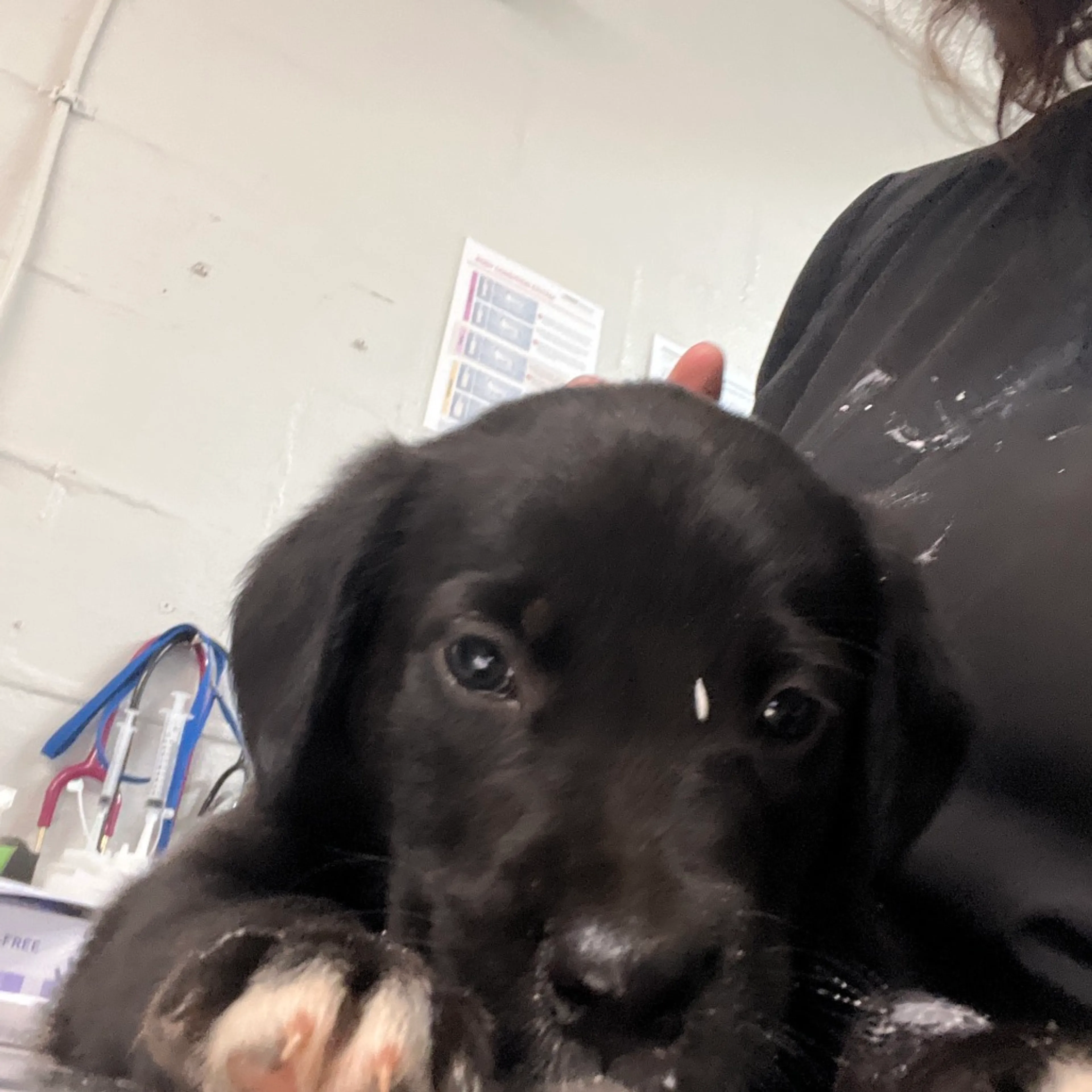 Found pet-1