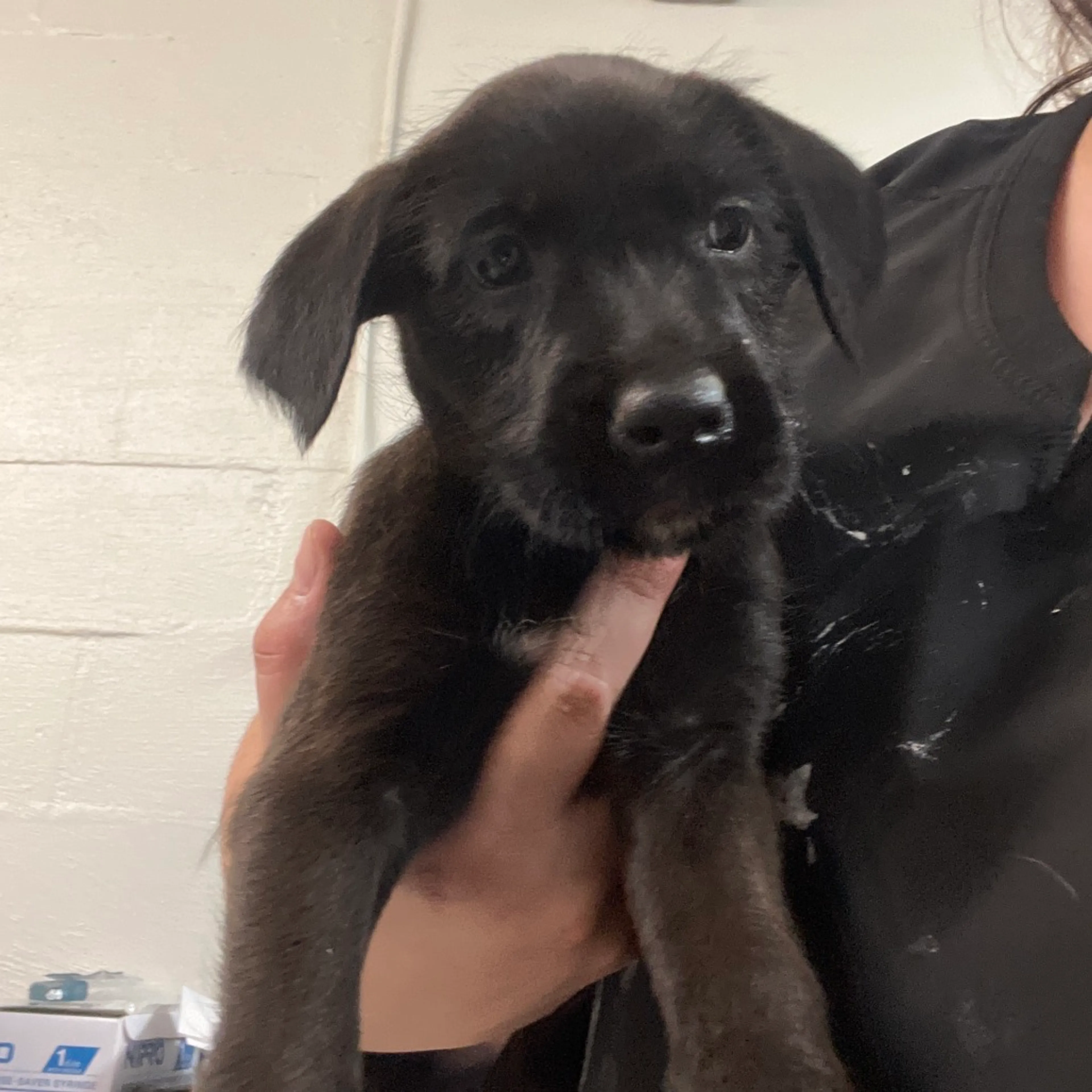 Found pet-1