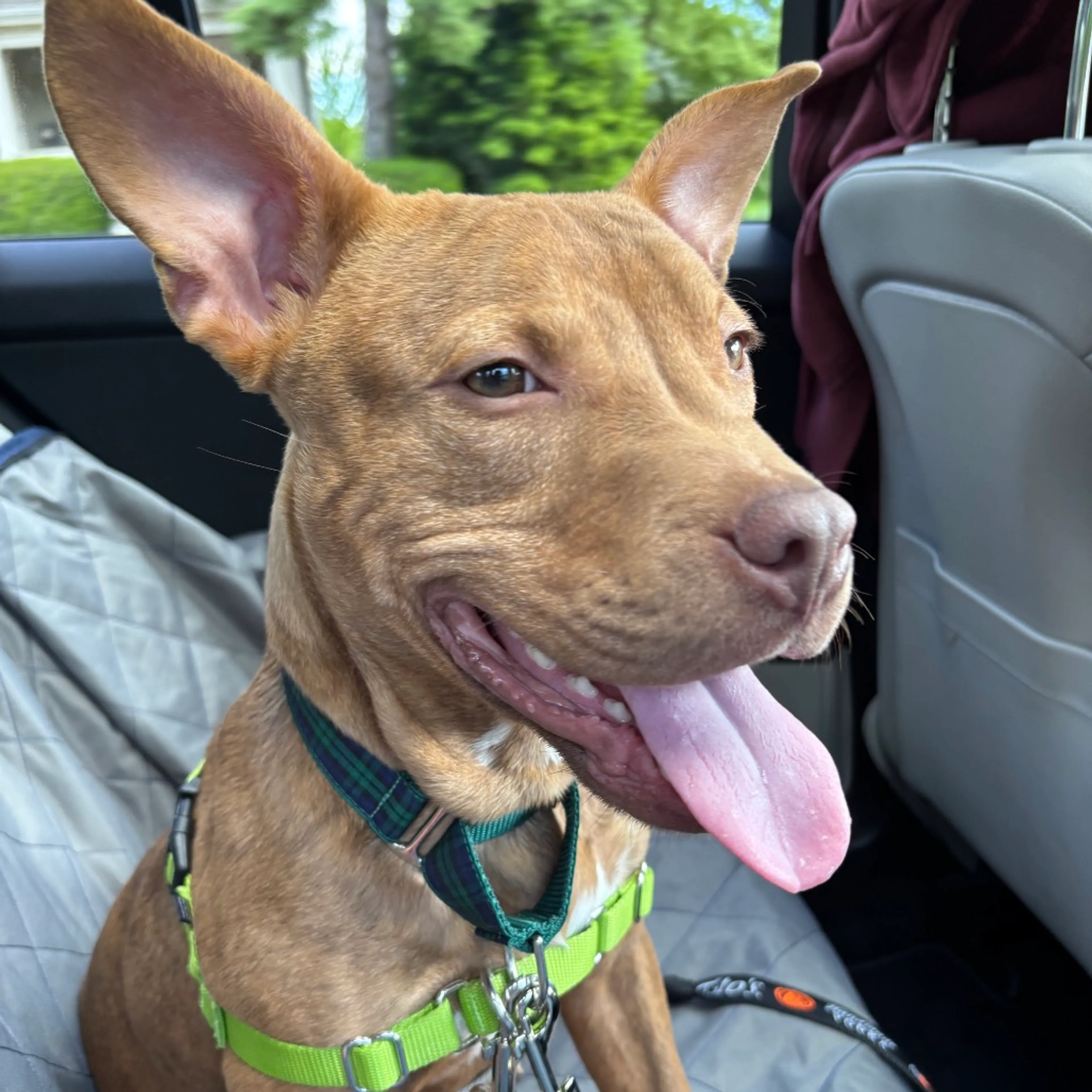 Found pet-6