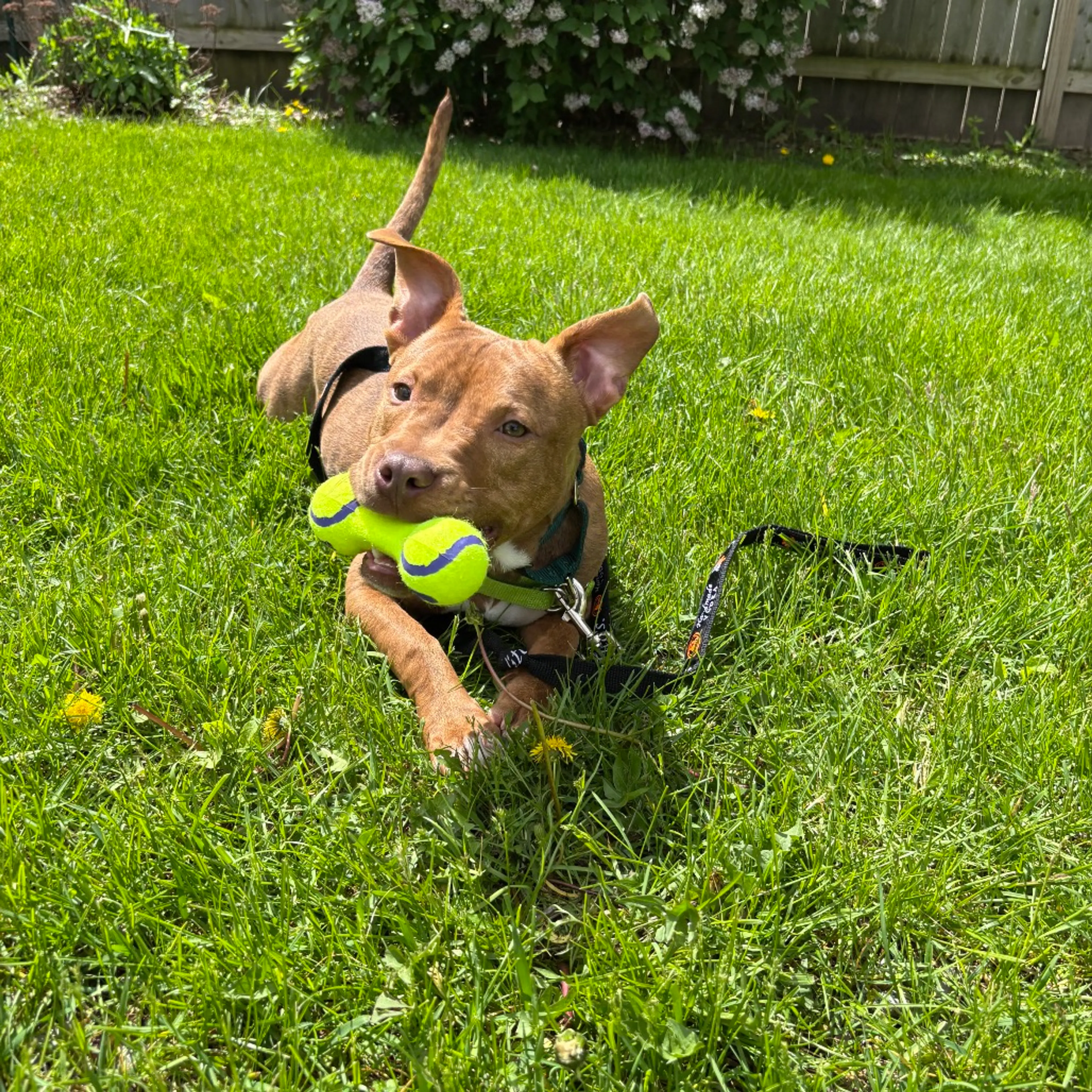 Found pet-7