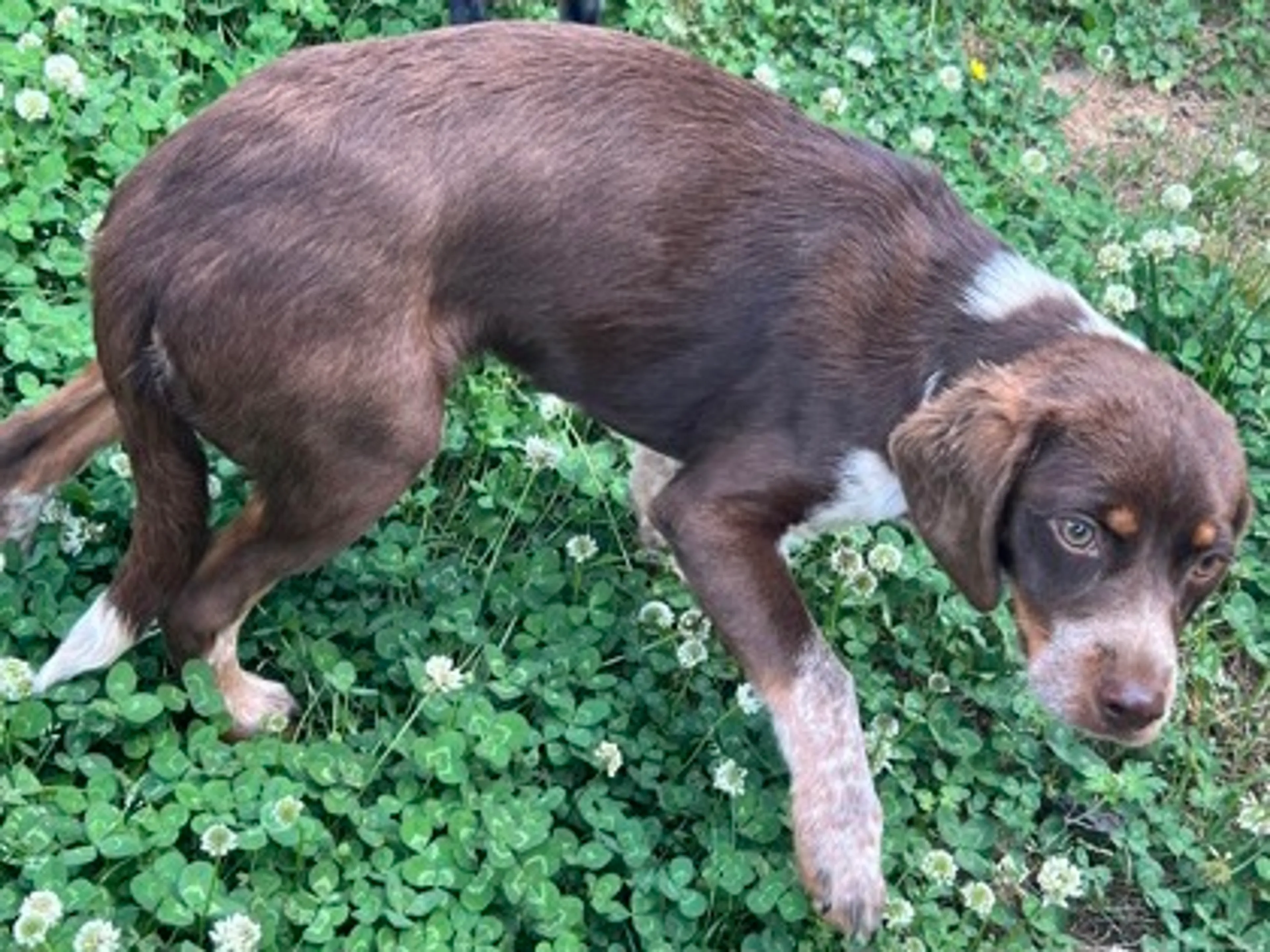 Found pet