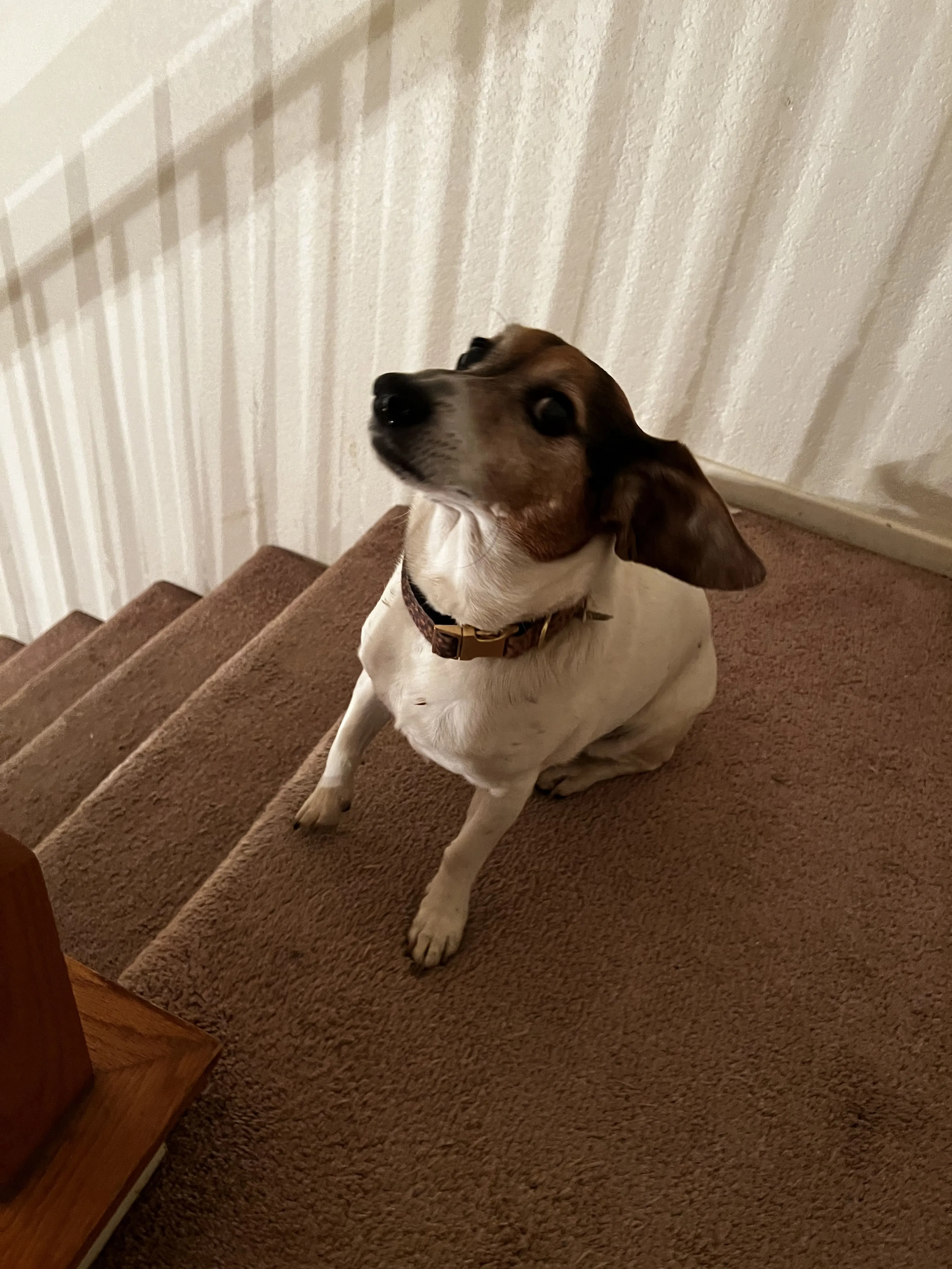 Lost pet