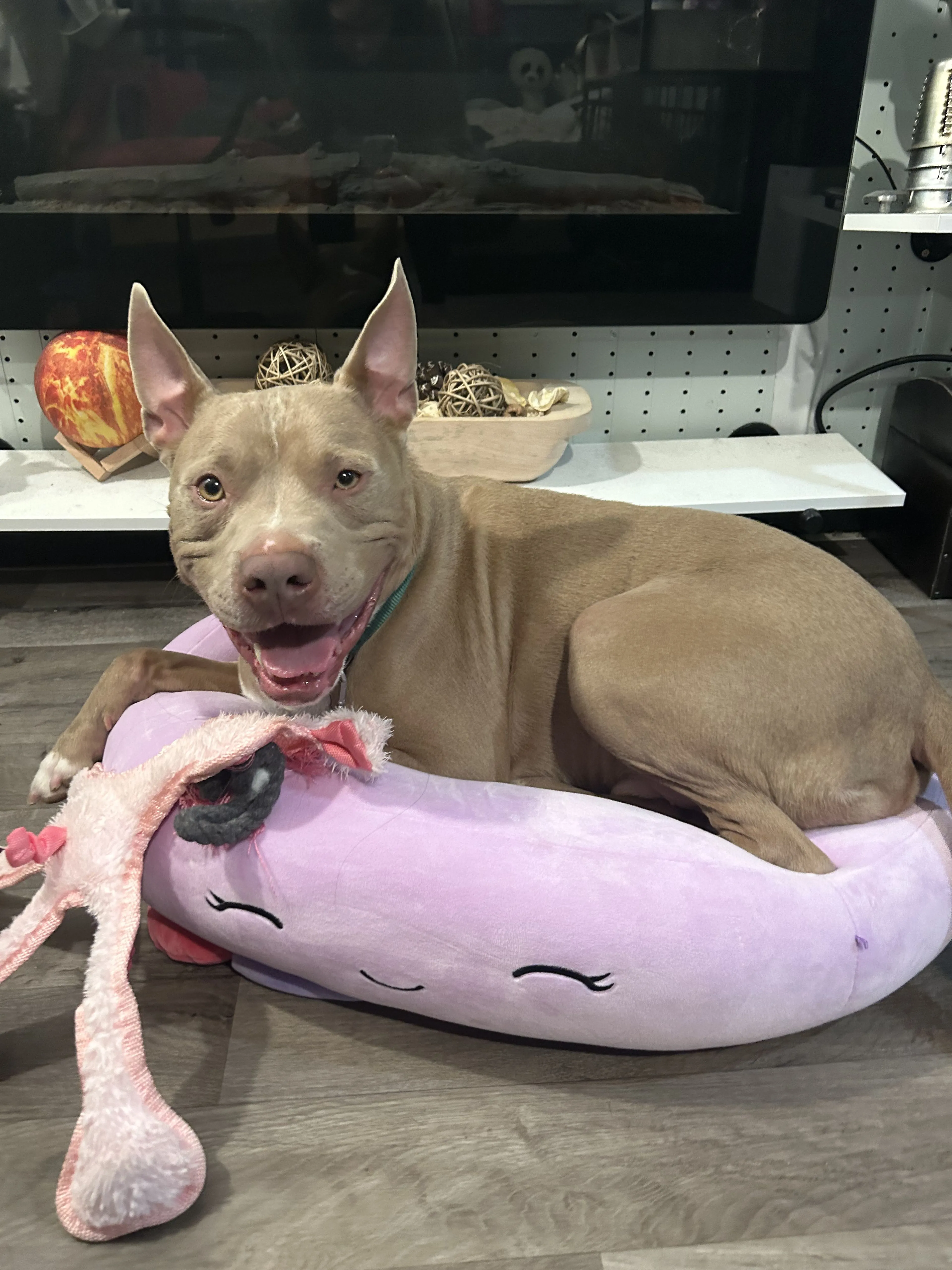Lost pet-1