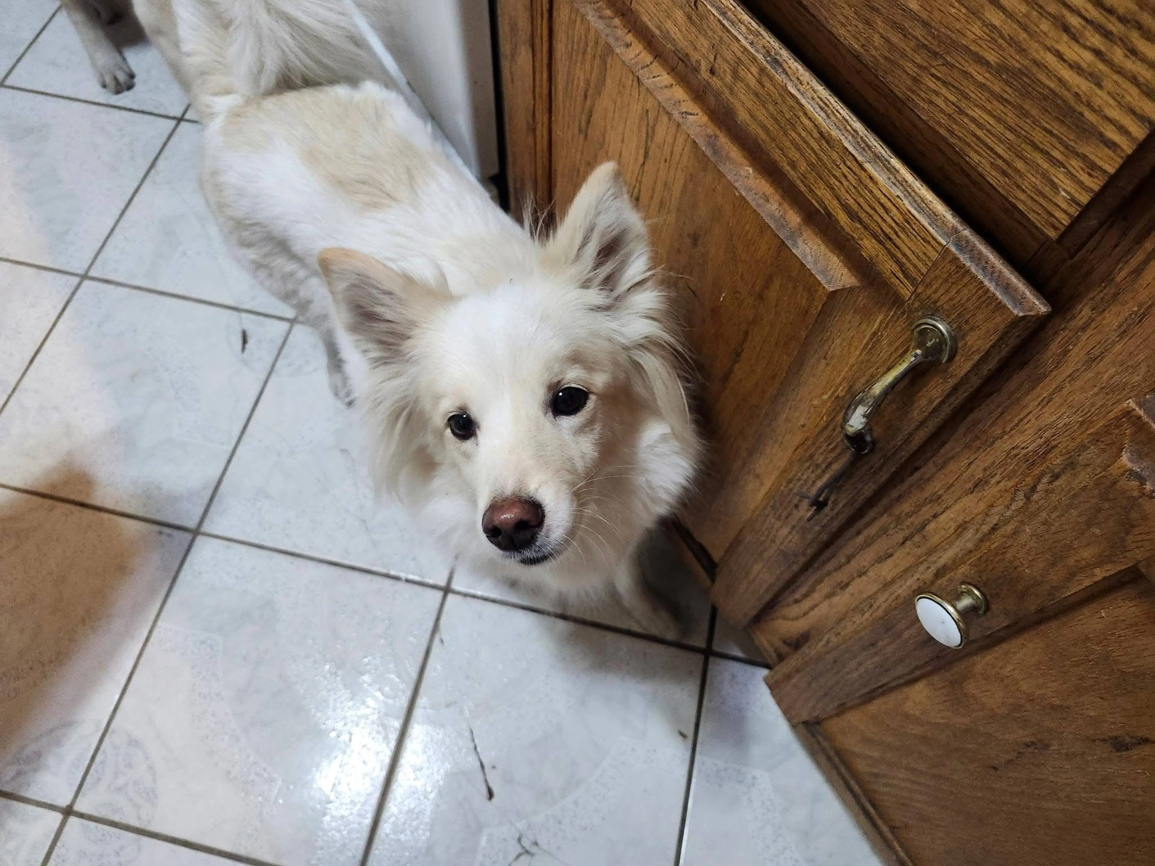 Lost pet