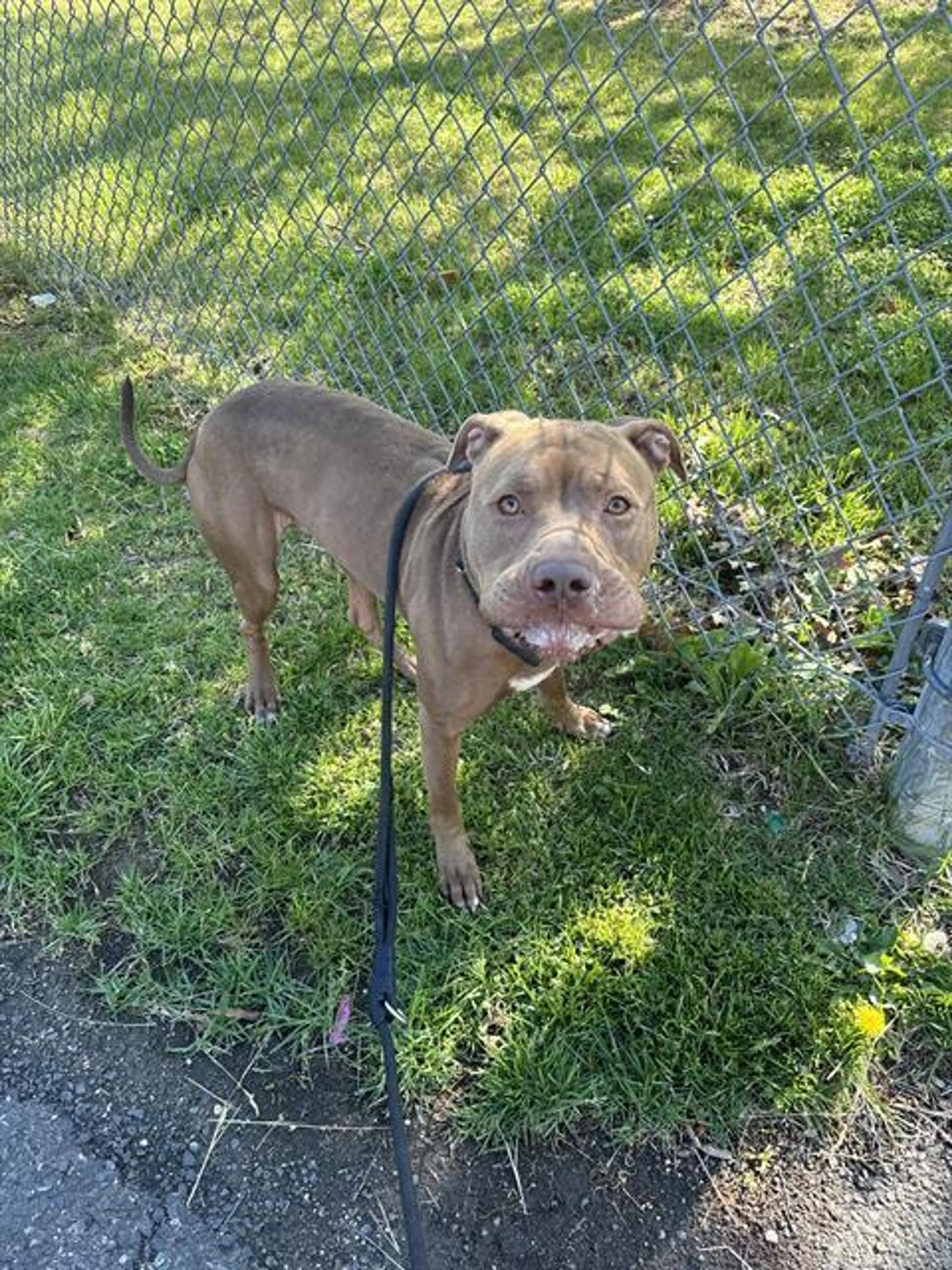 Found pet