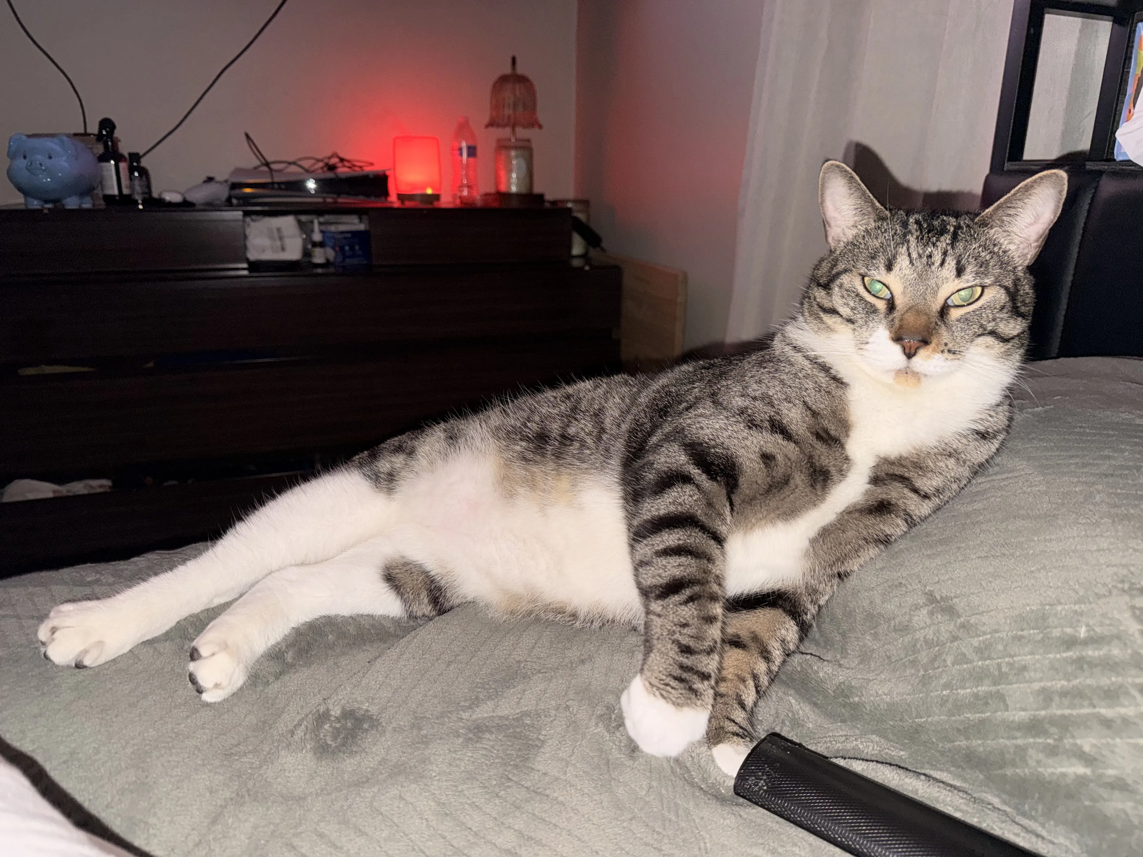 Lost pet-1