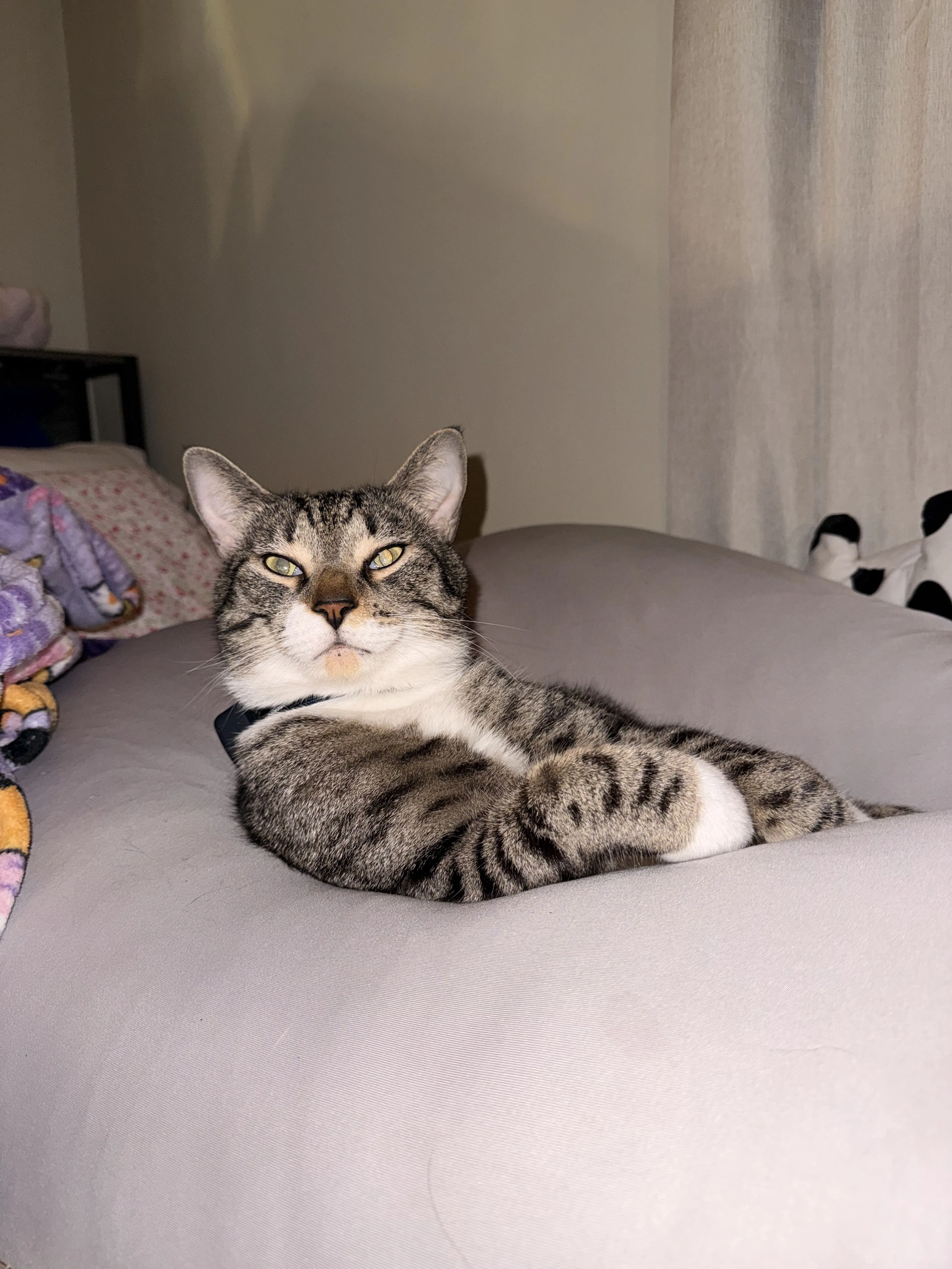 Lost pet-0