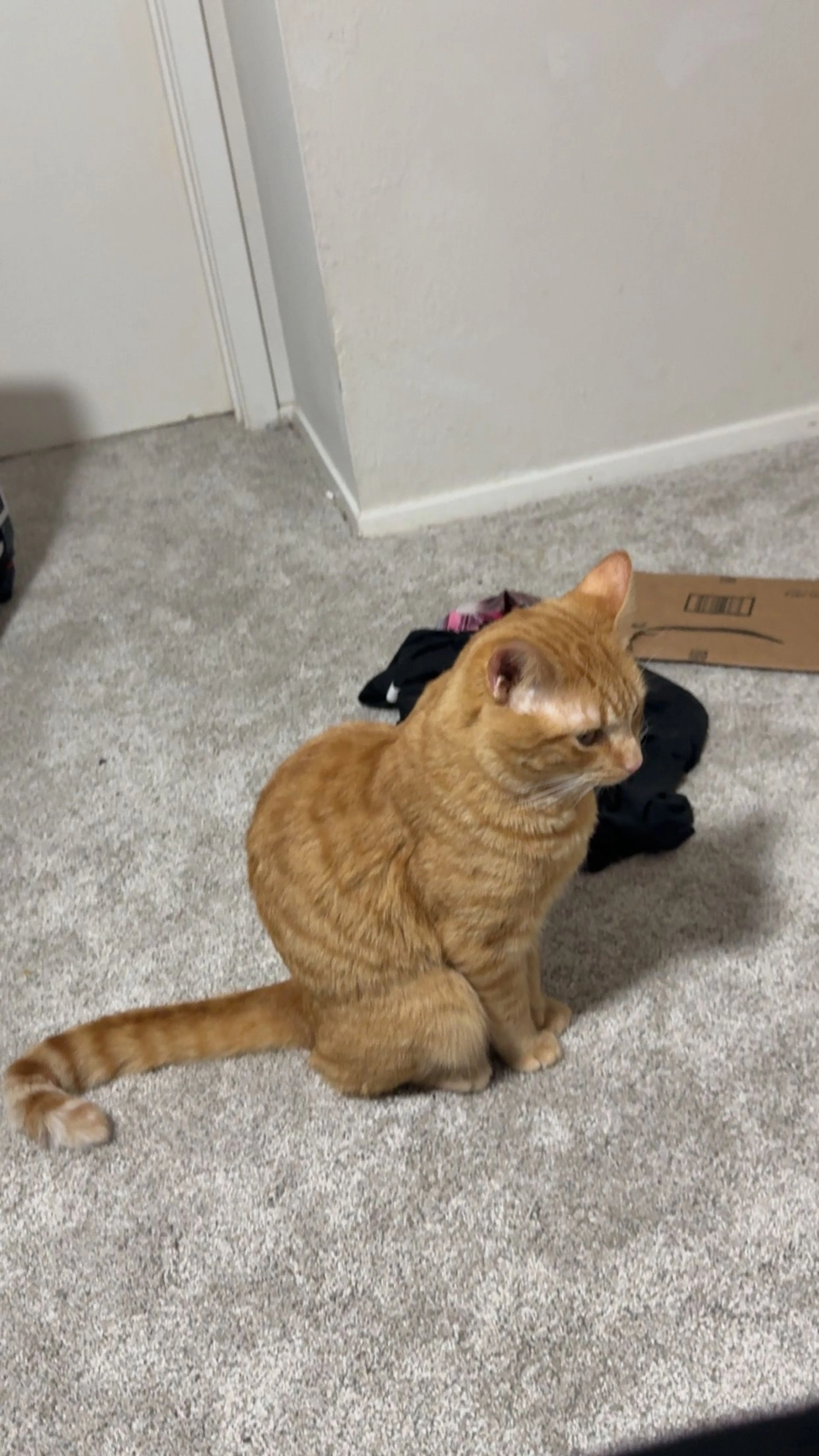 Lost pet-4