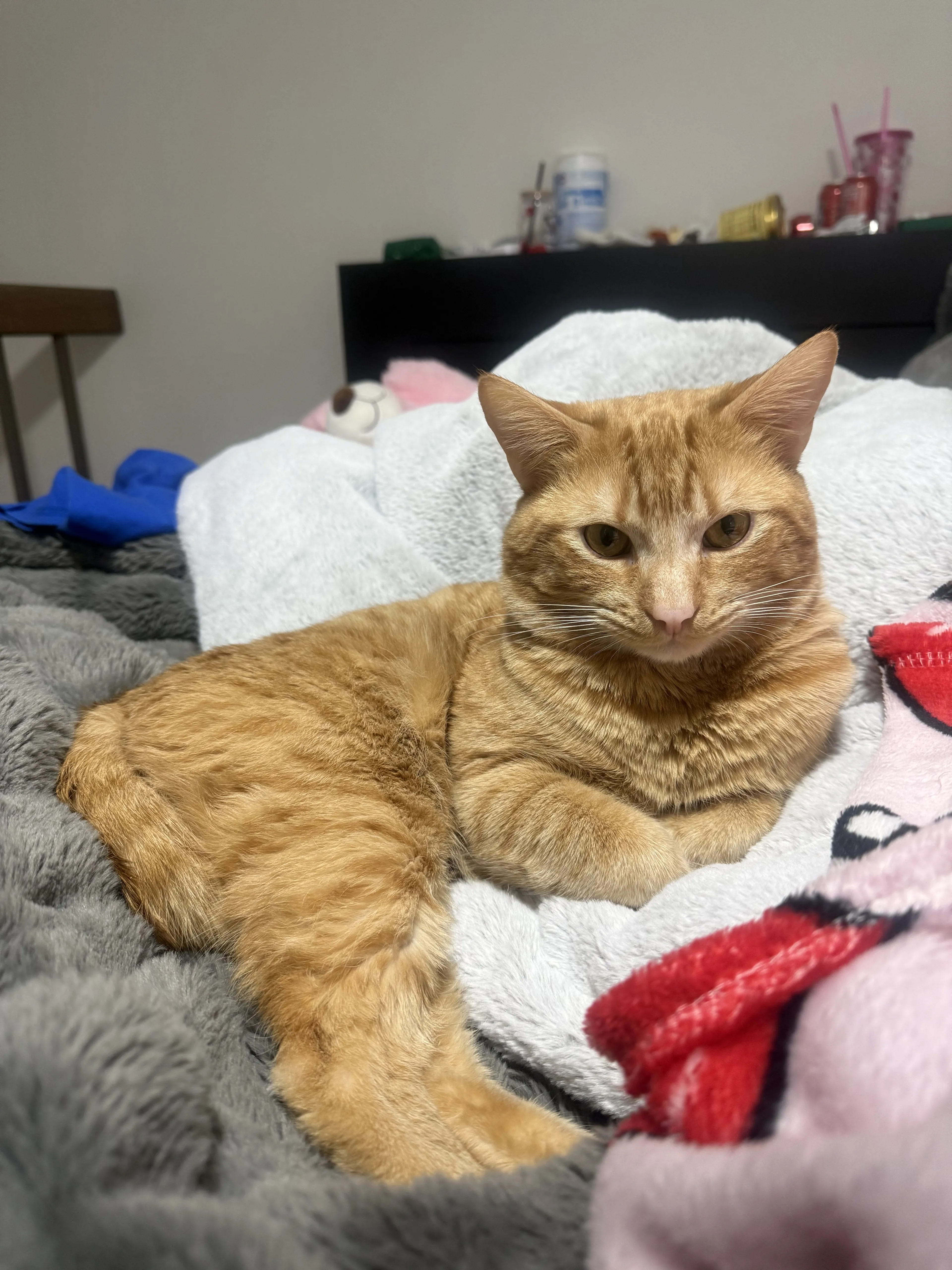 Lost pet-2