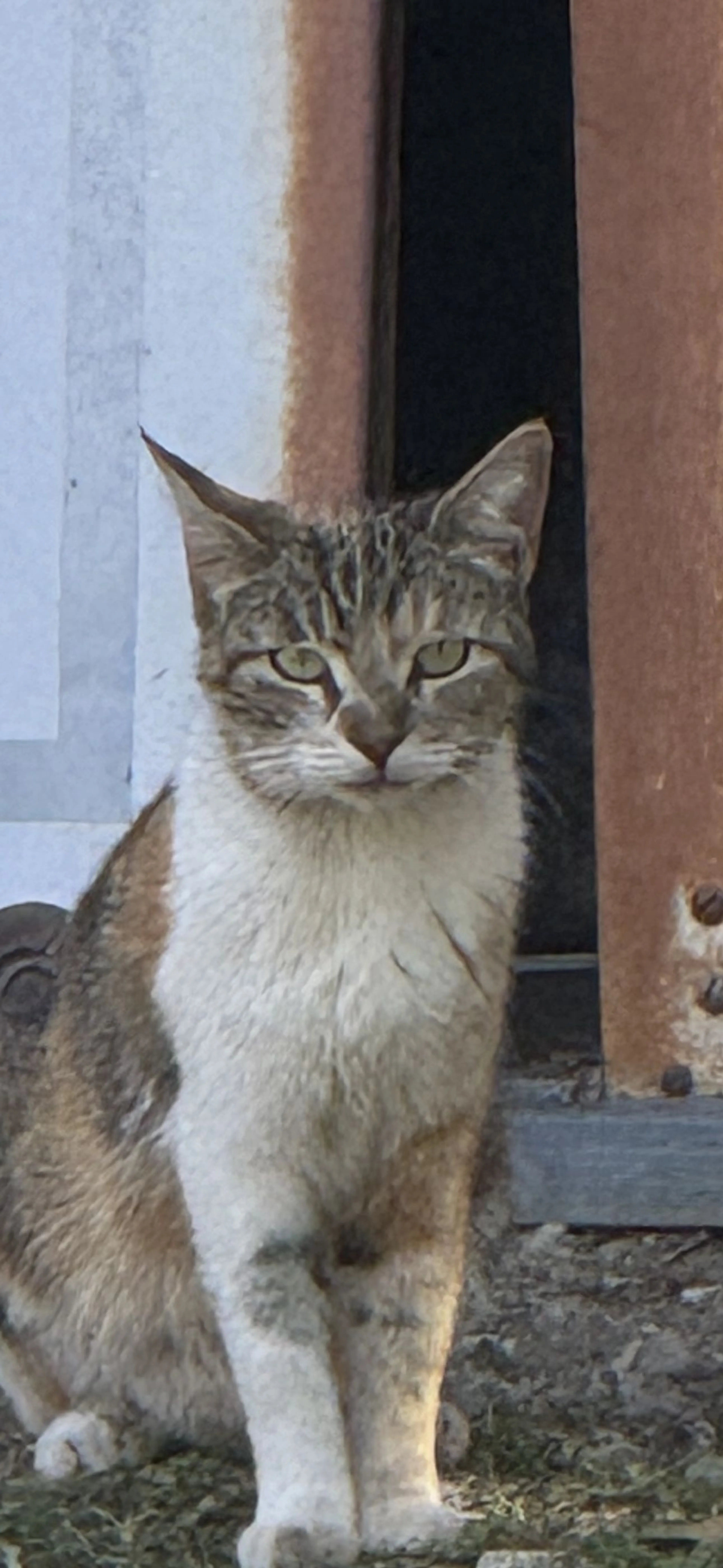 Lost pet