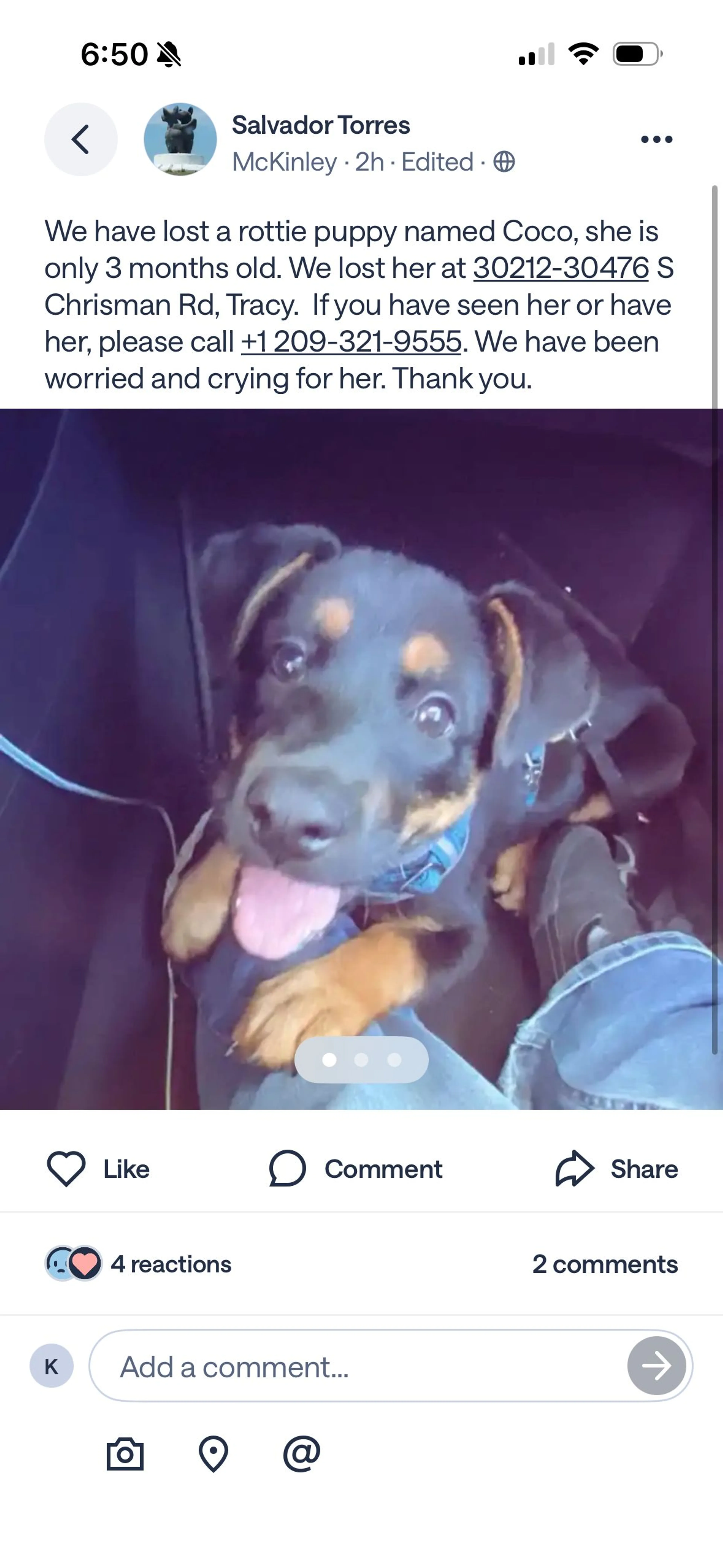 Lost pet