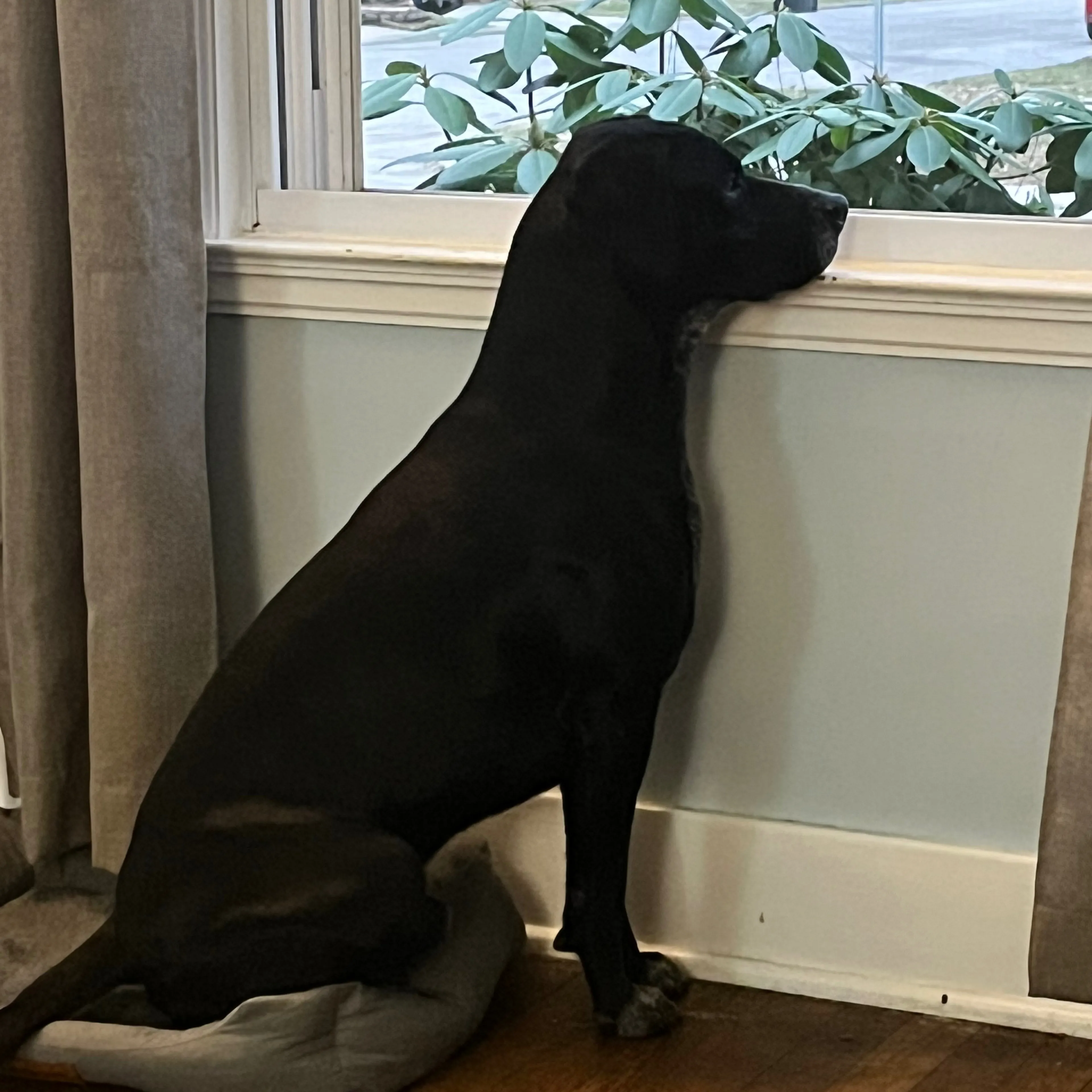 Lost pet-1