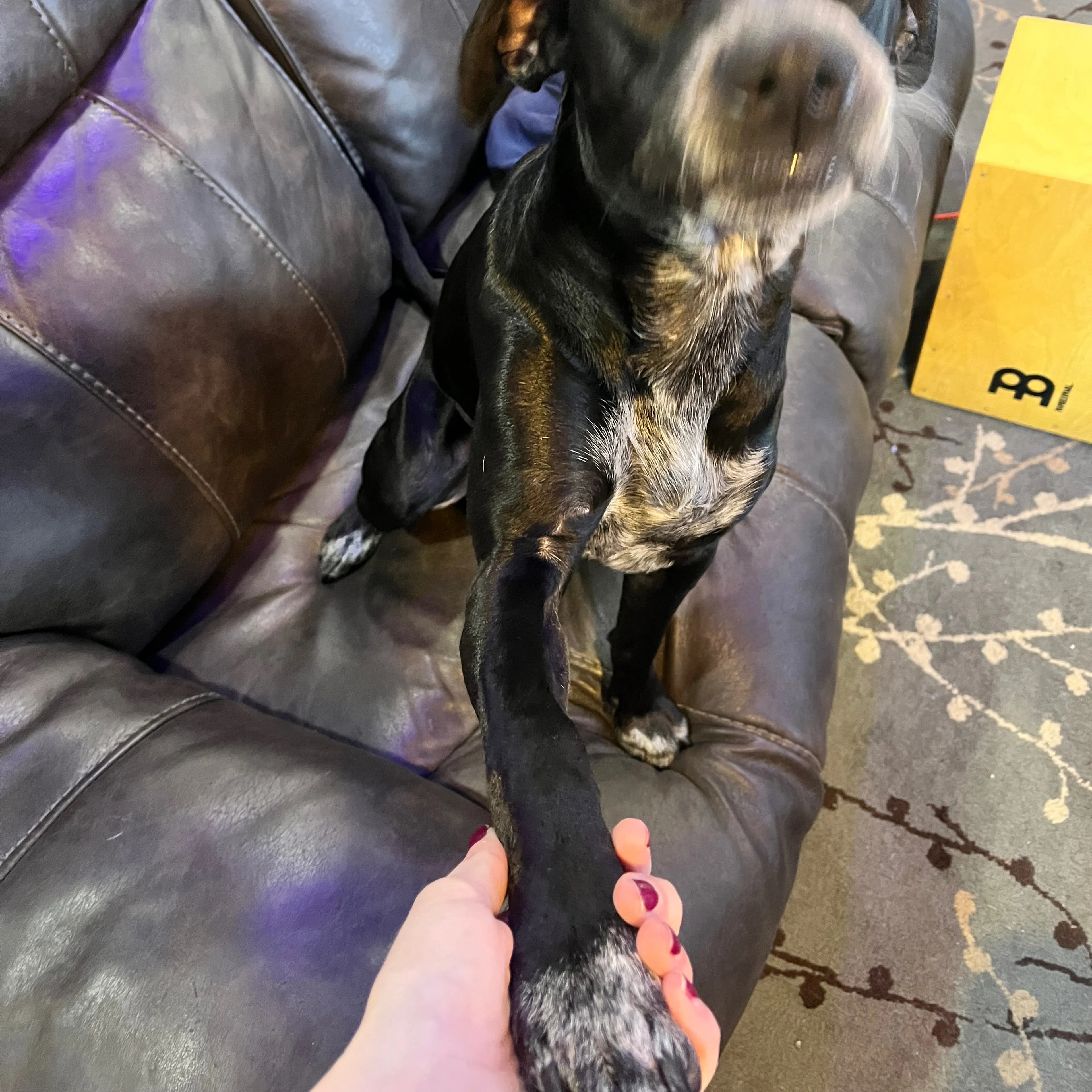 Lost pet-3