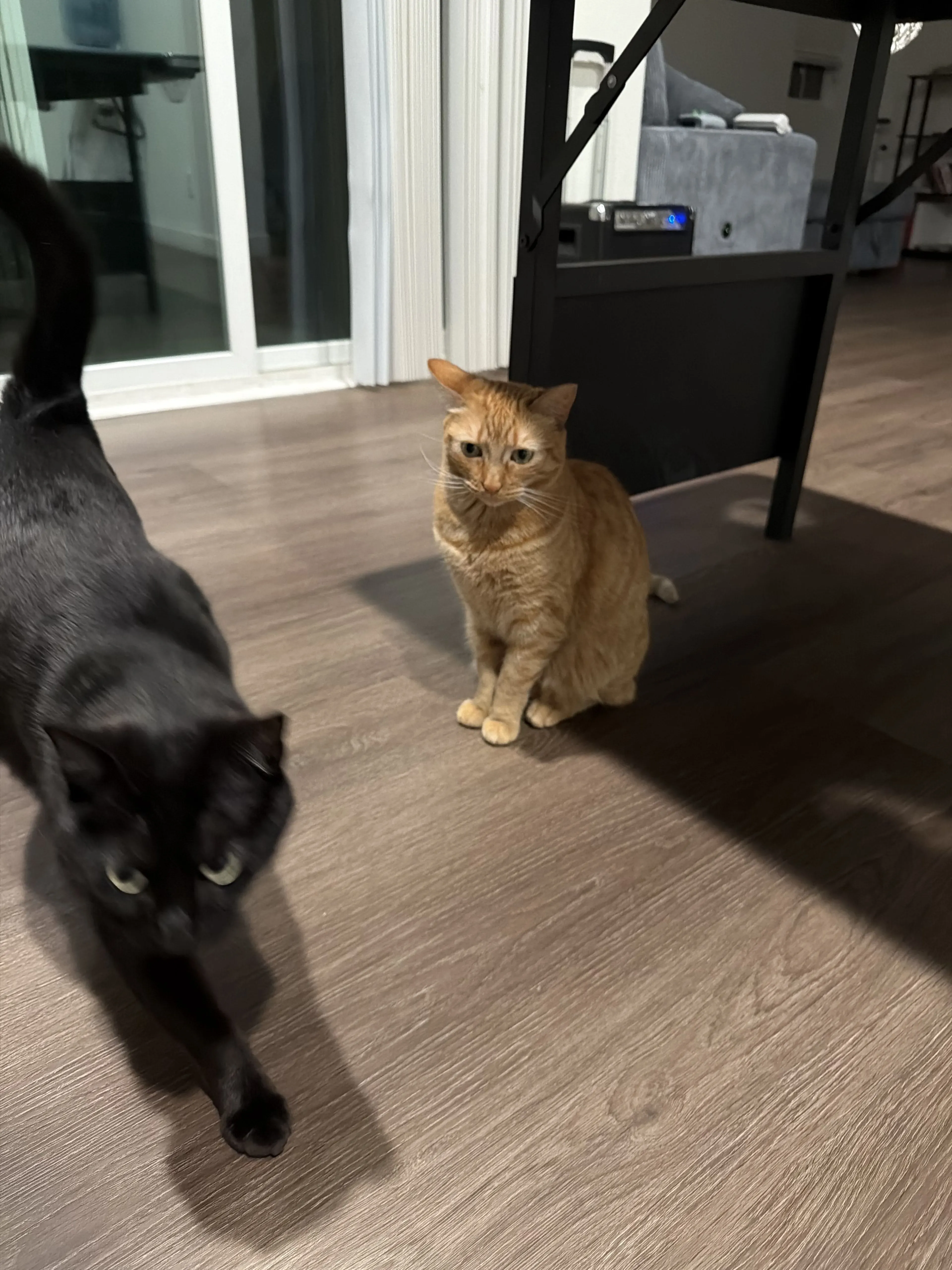 Lost pet-3