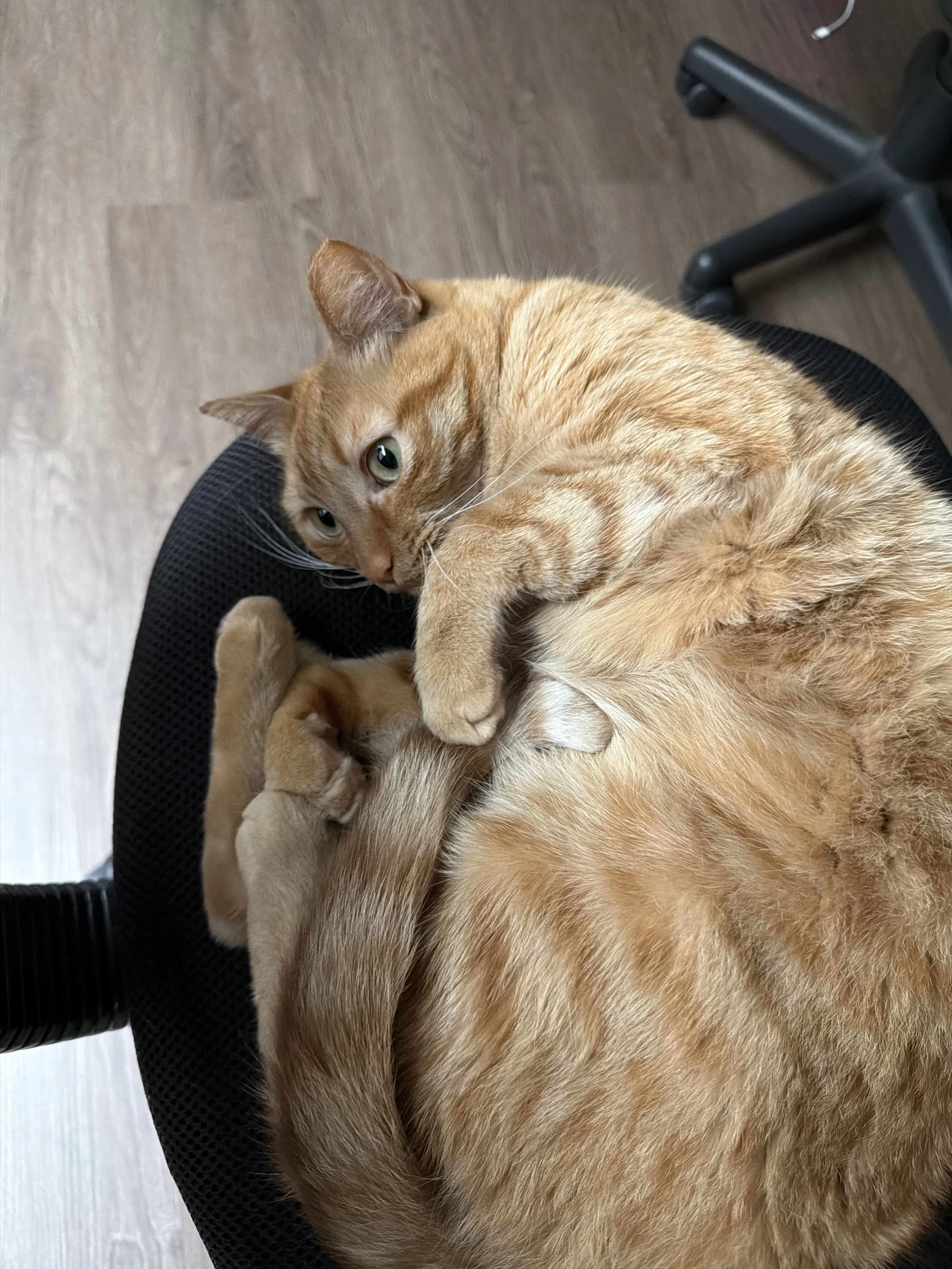 Lost pet-0