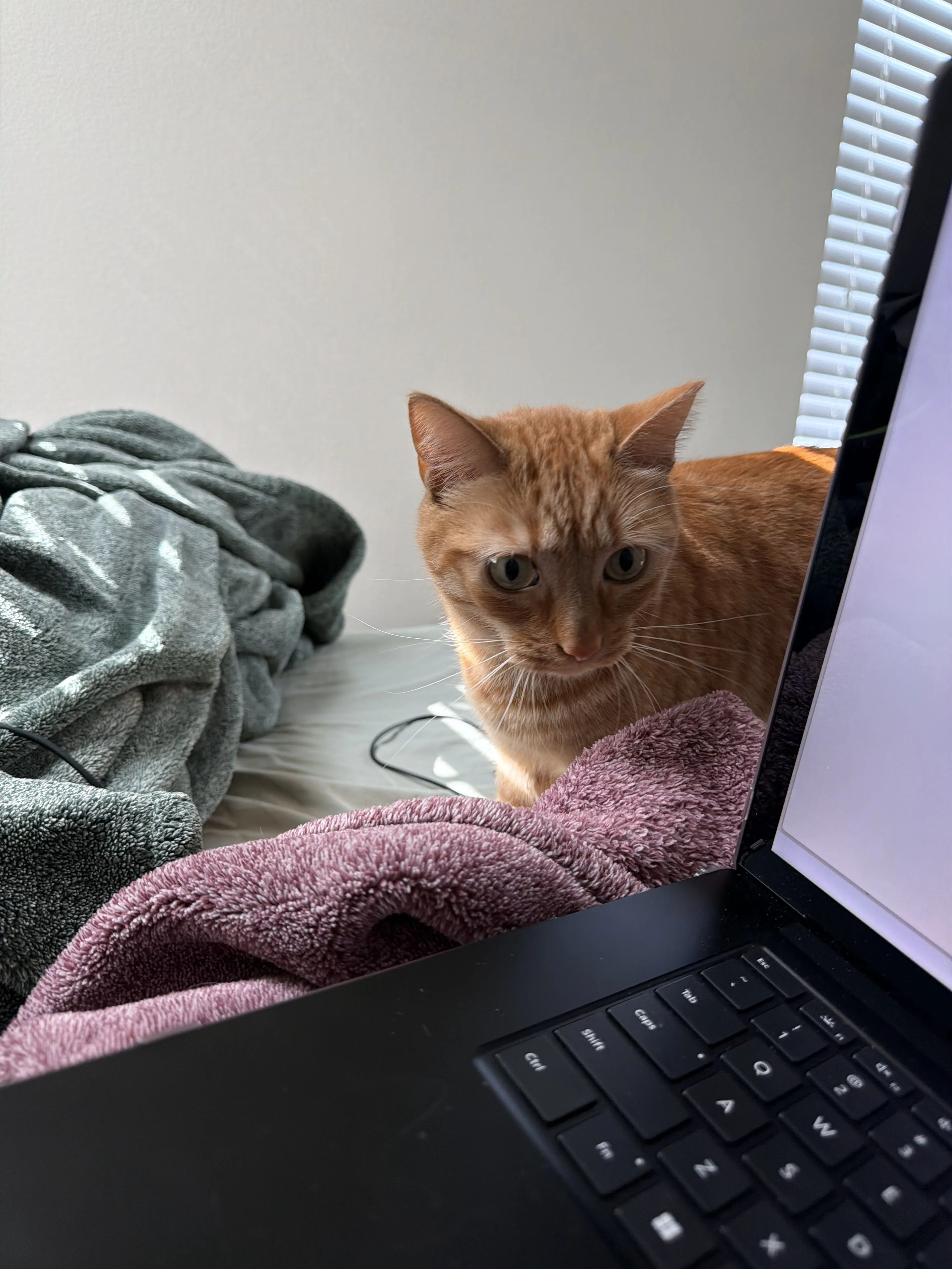 Lost pet-1