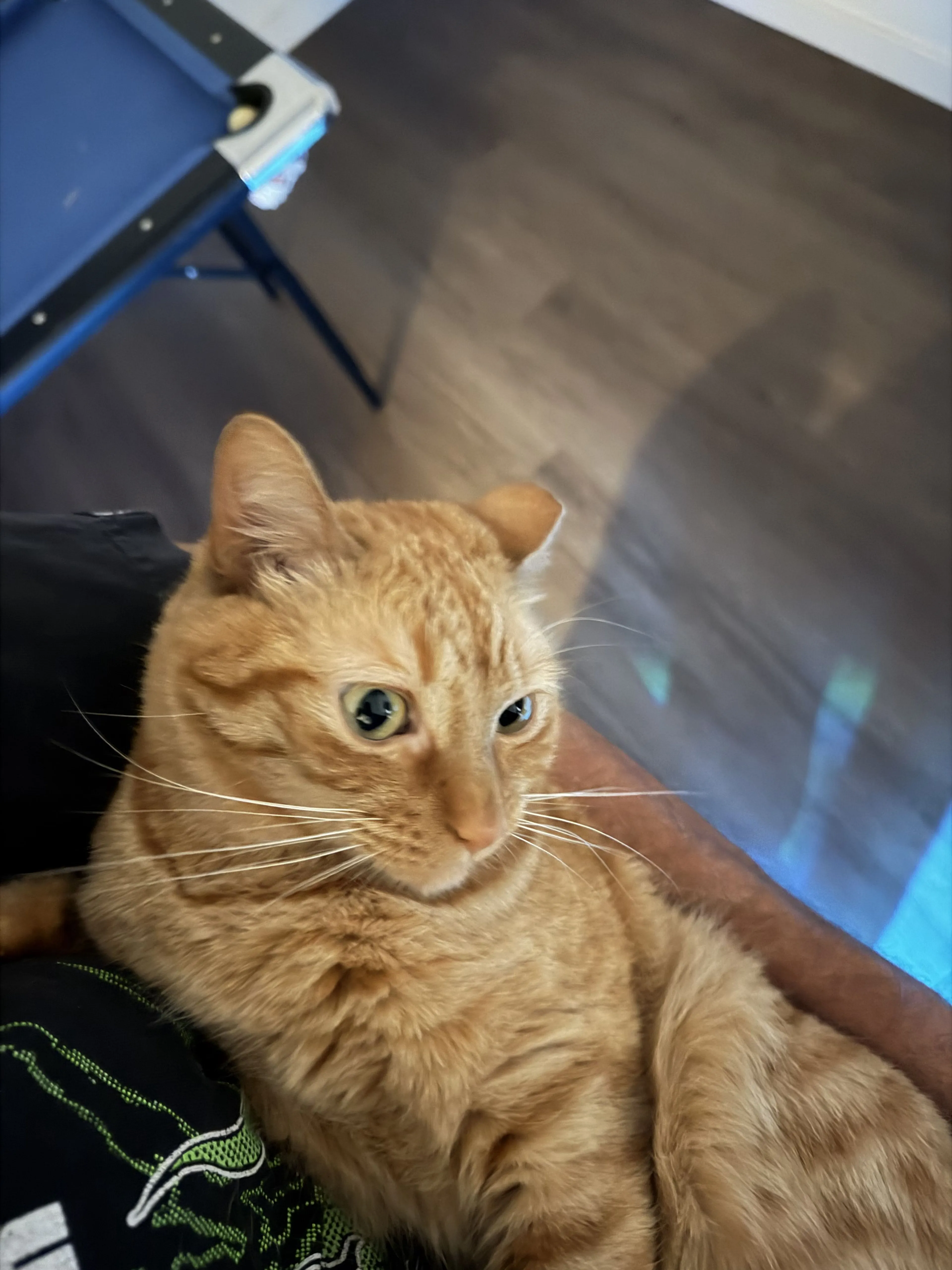 Lost pet-2