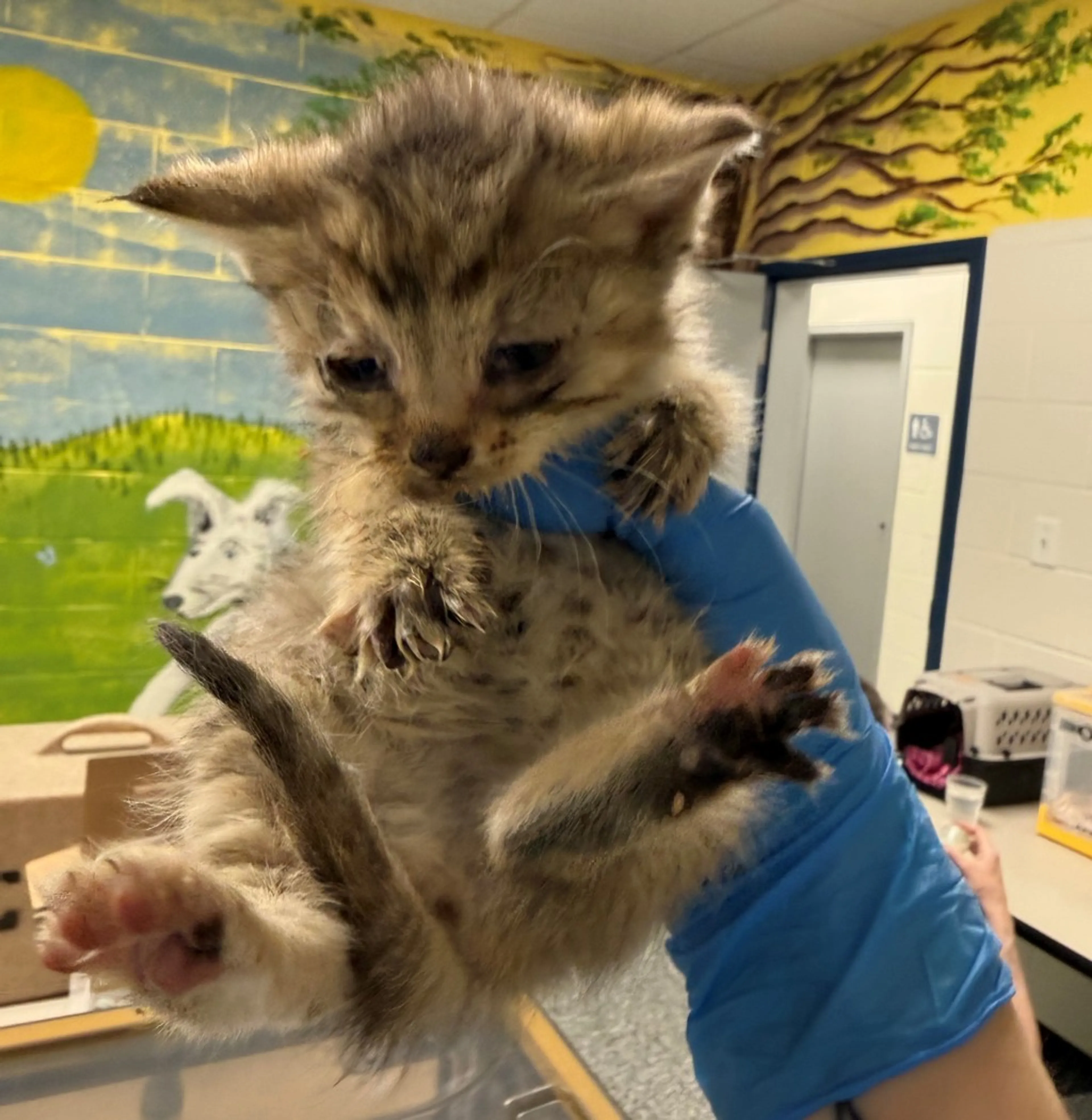 Found pet-1