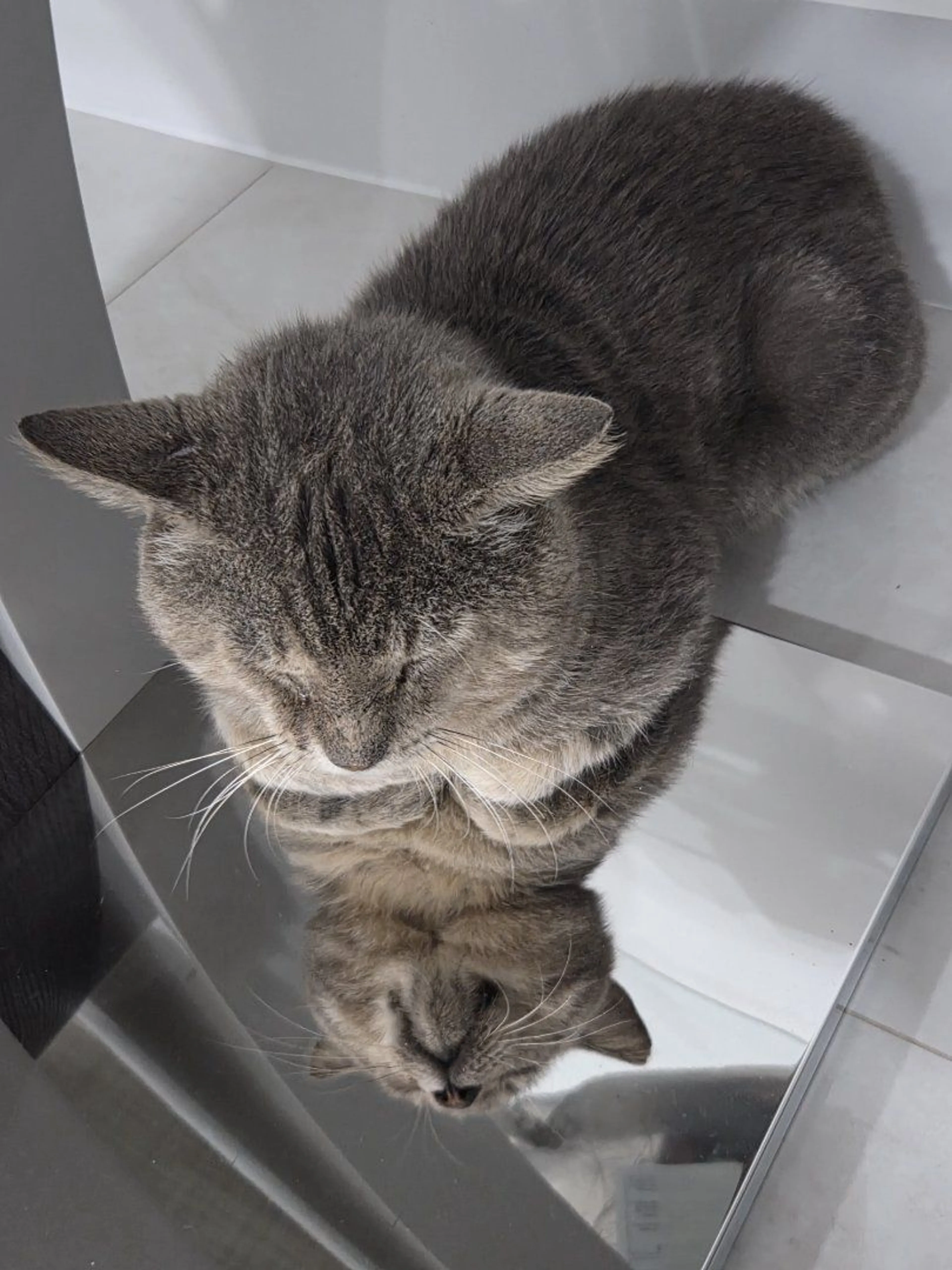 Lost pet-3
