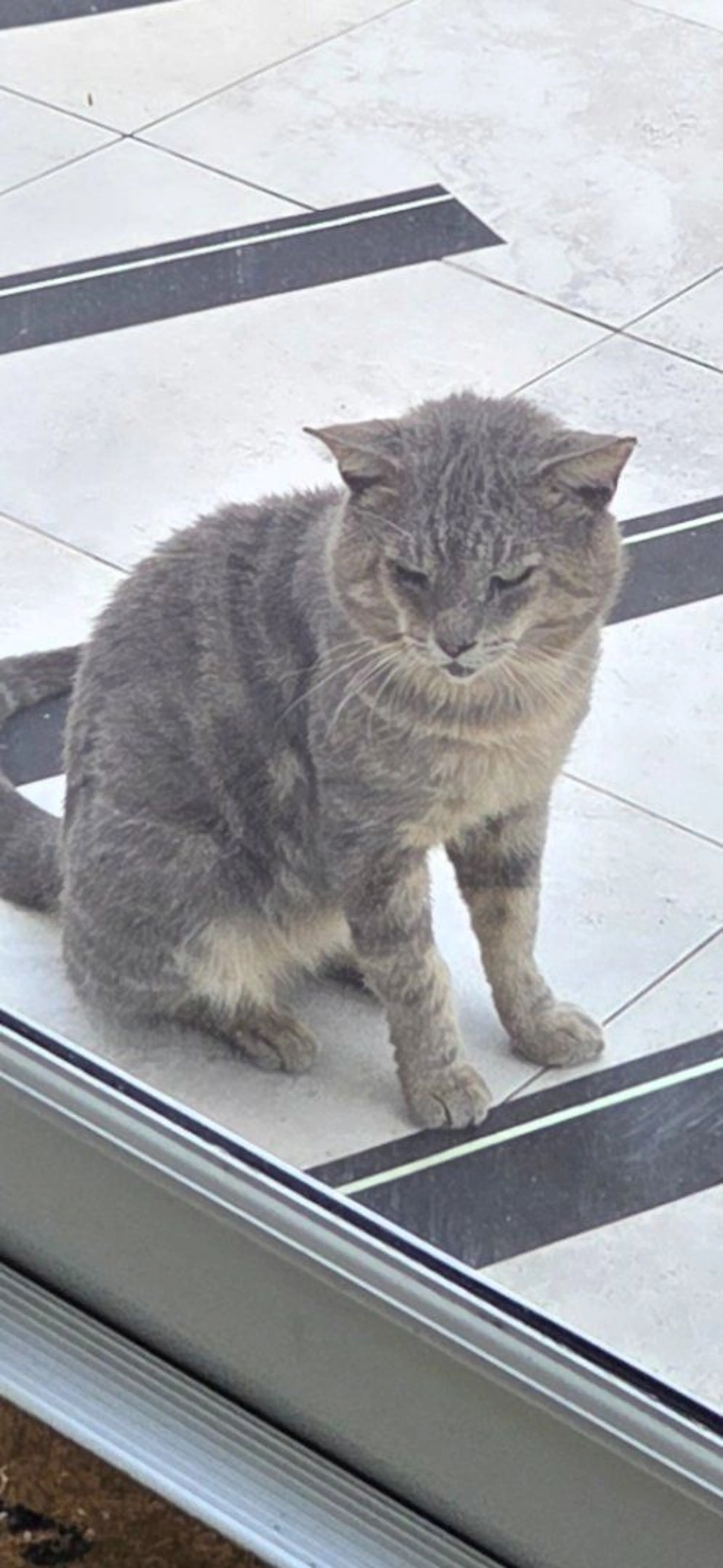 Lost pet-0
