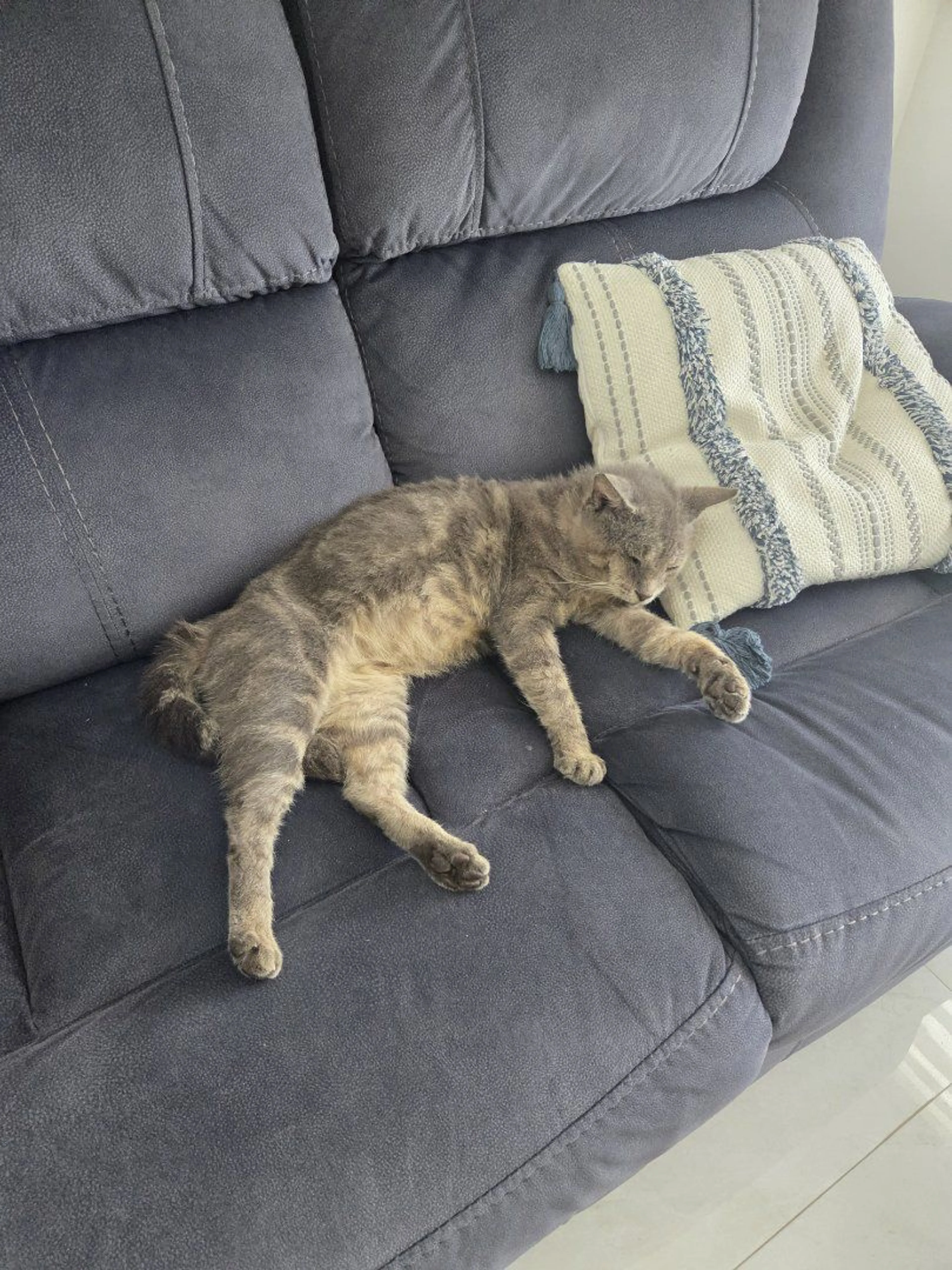 Lost pet-2