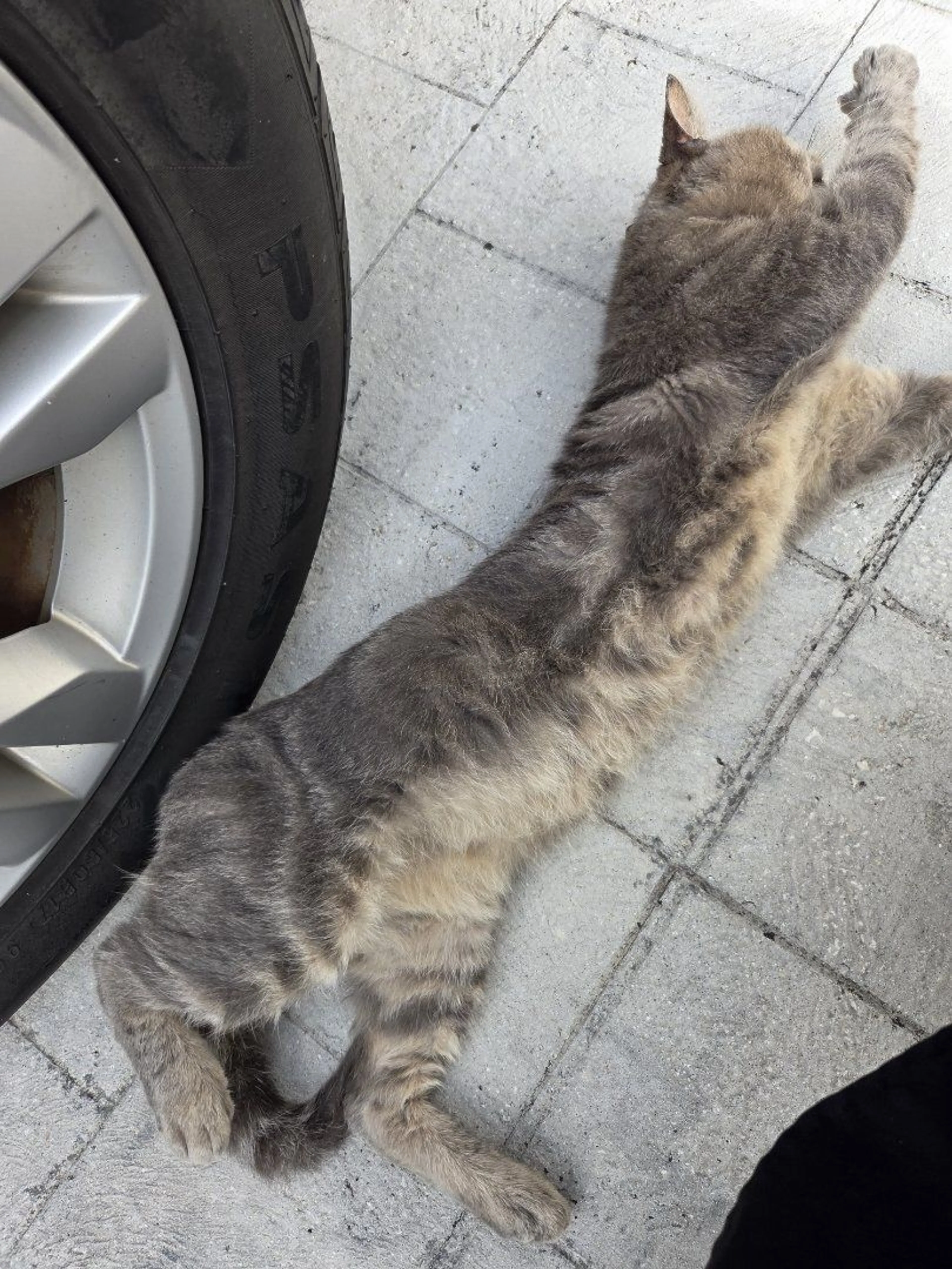 Lost pet-4
