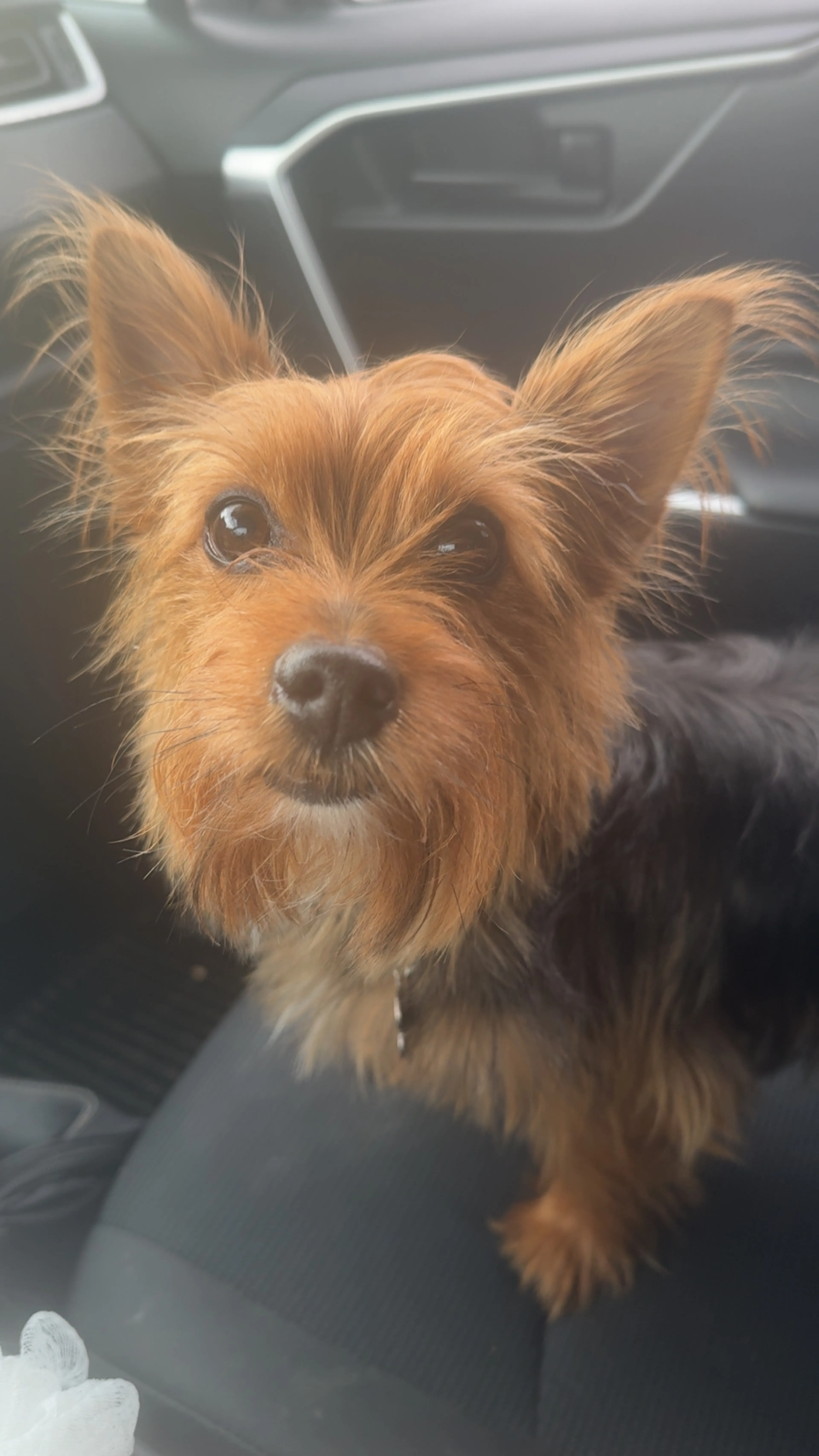 Lost pet