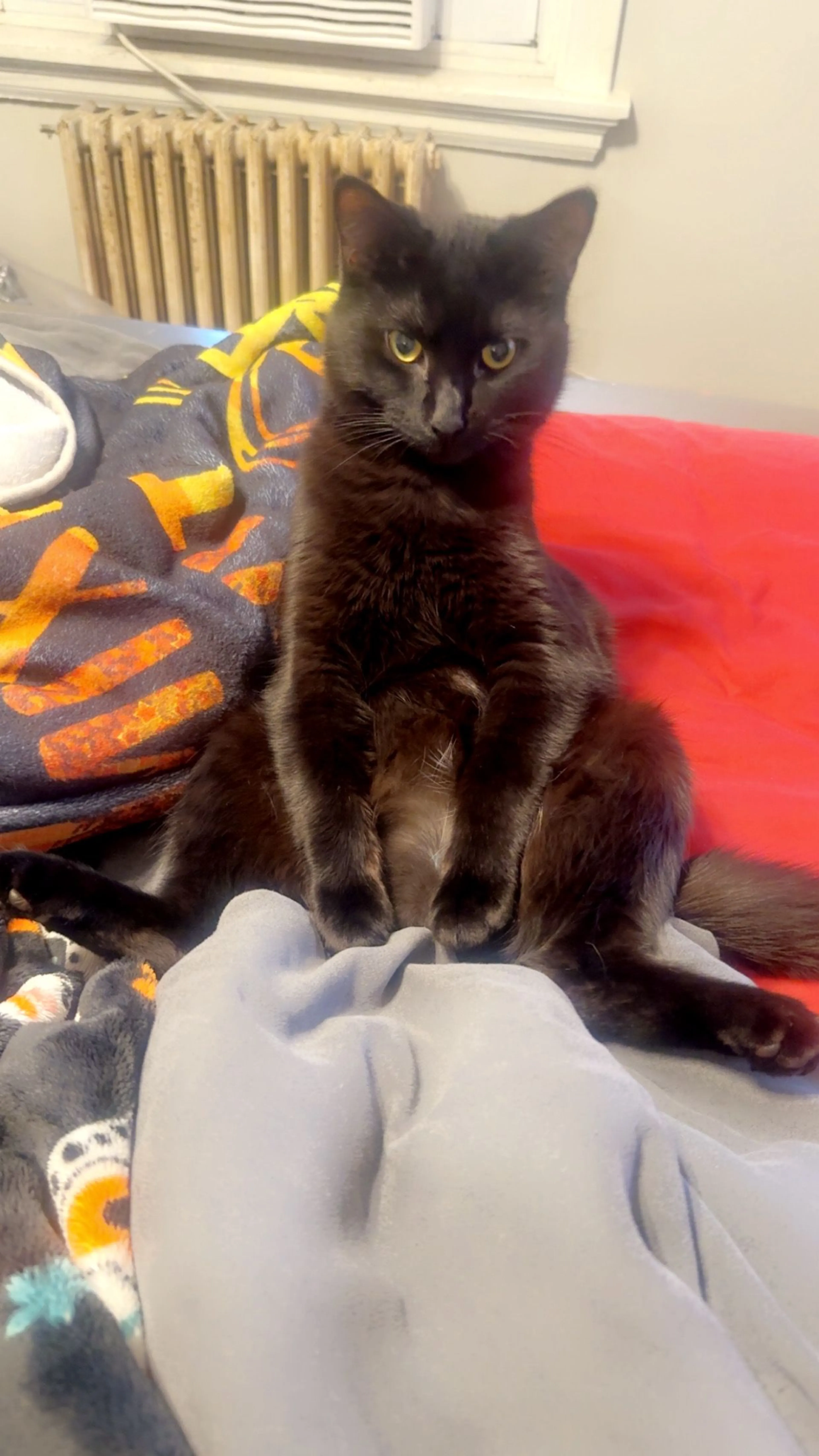 Lost pet-0