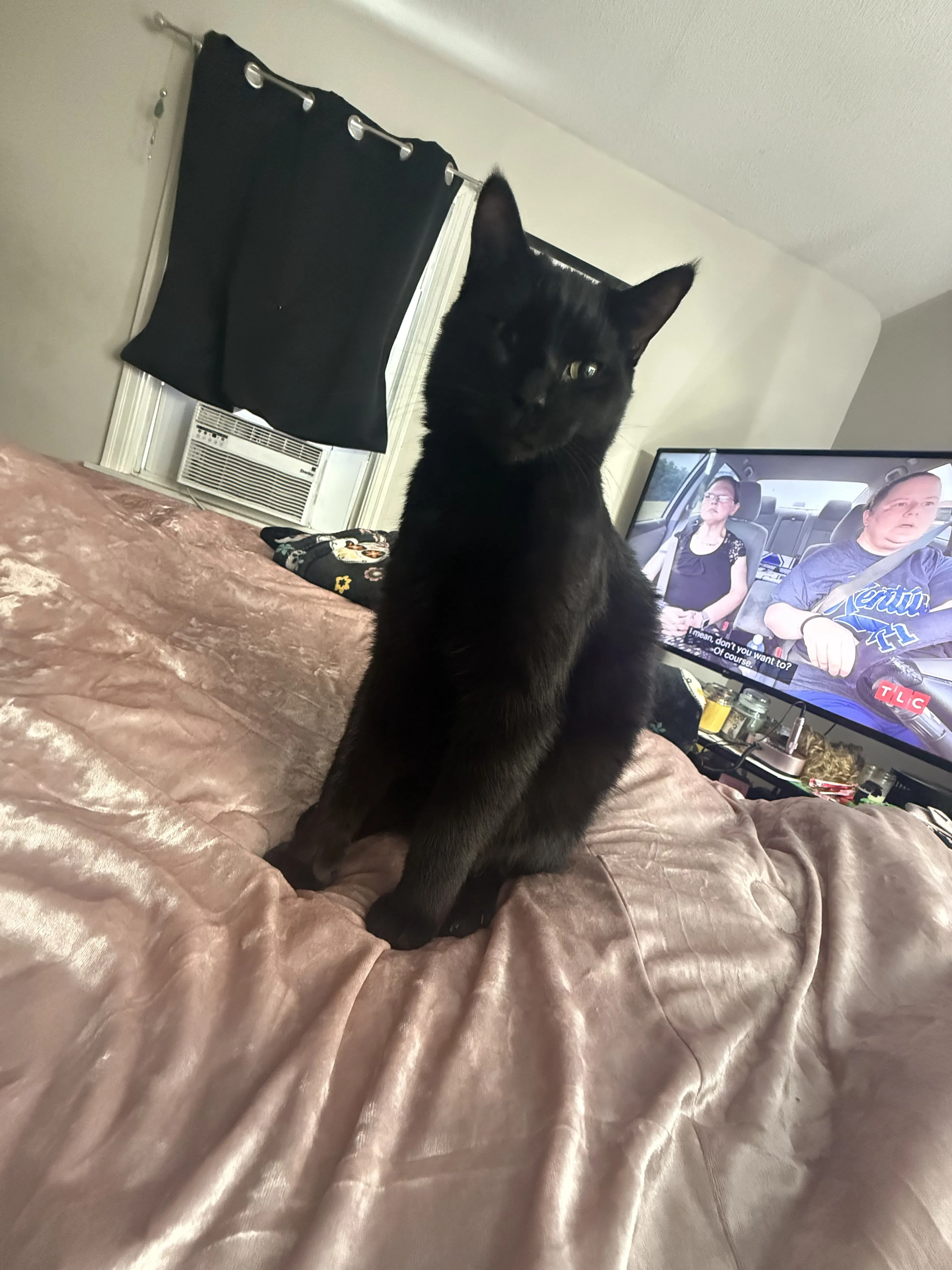 Lost pet-1