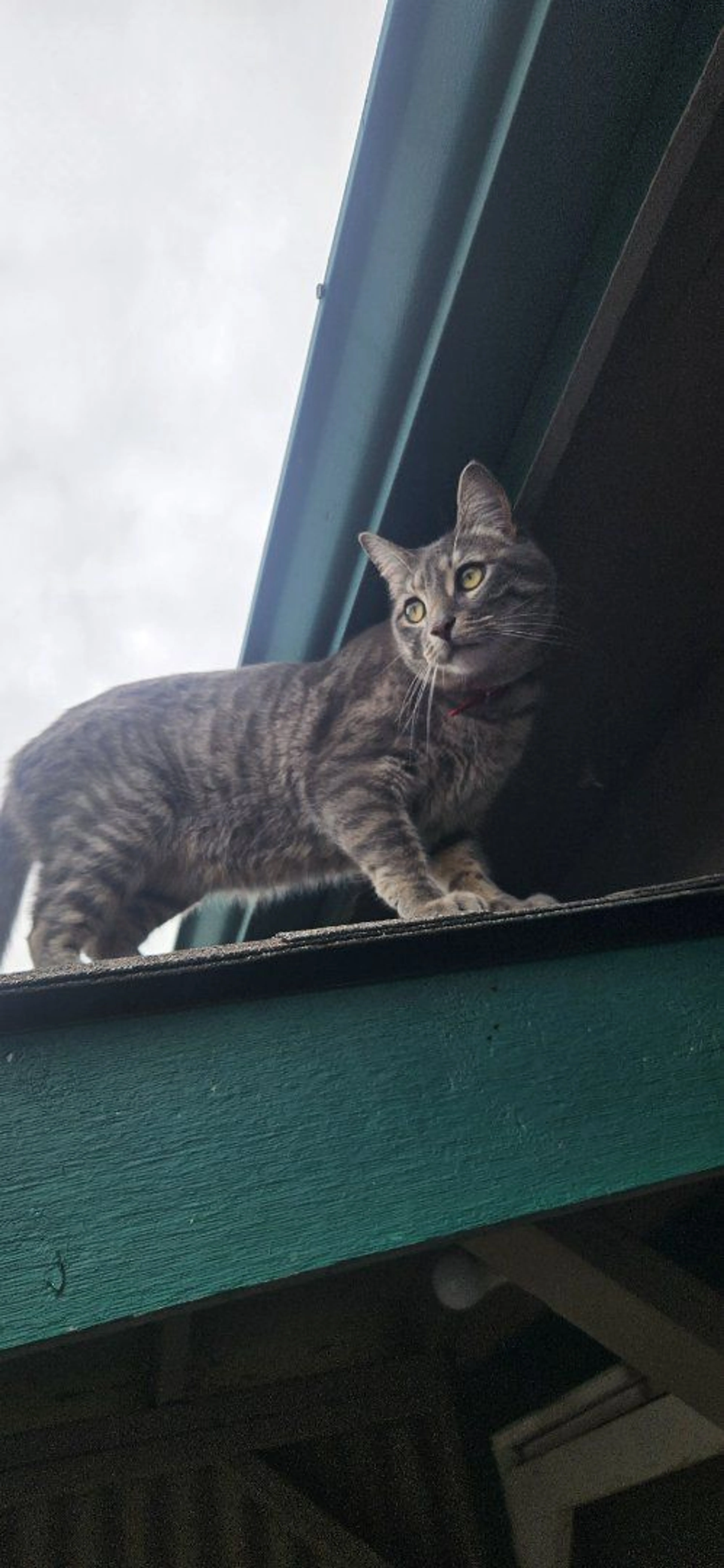 Lost pet-1