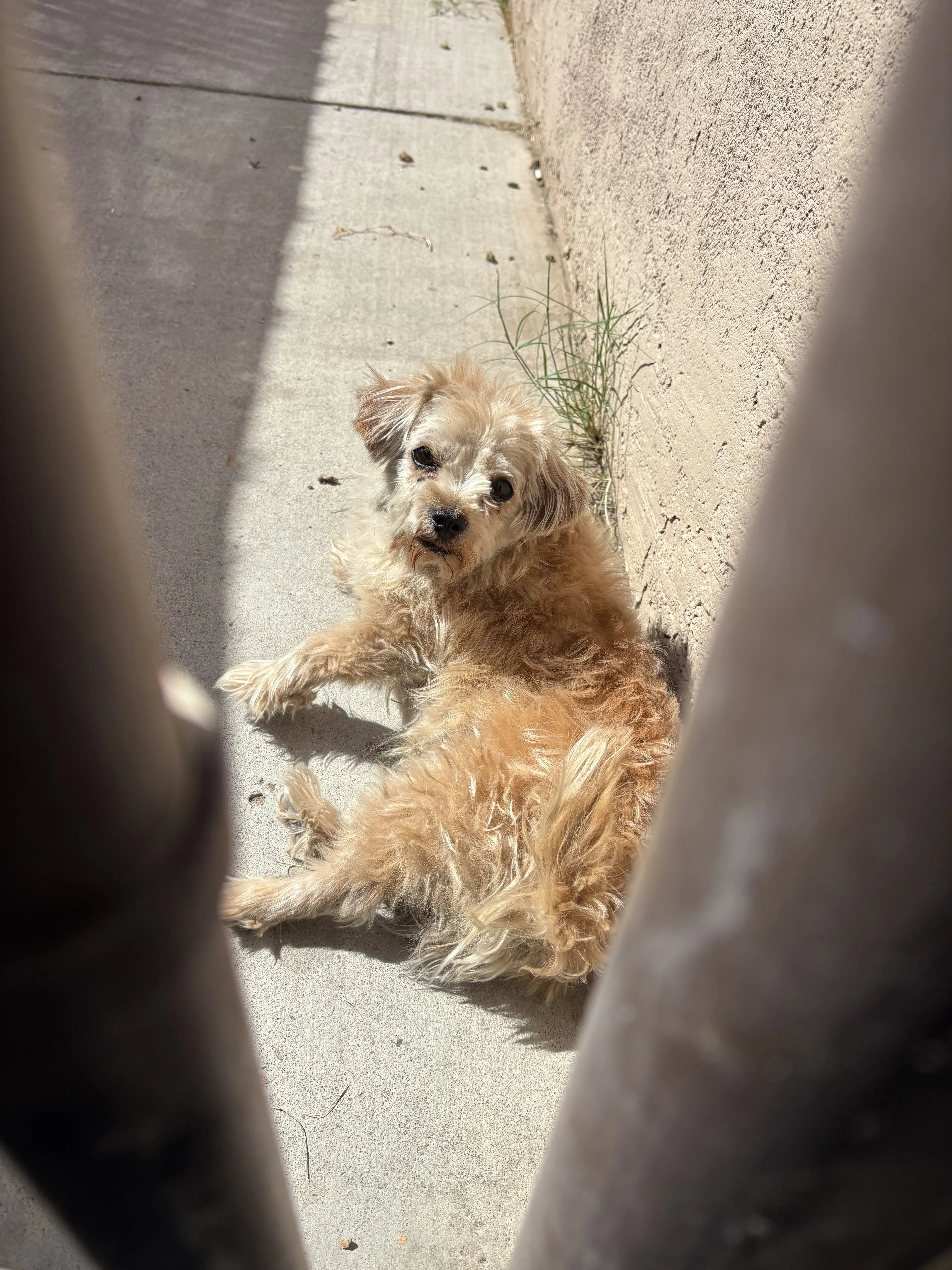 Lost pet-0