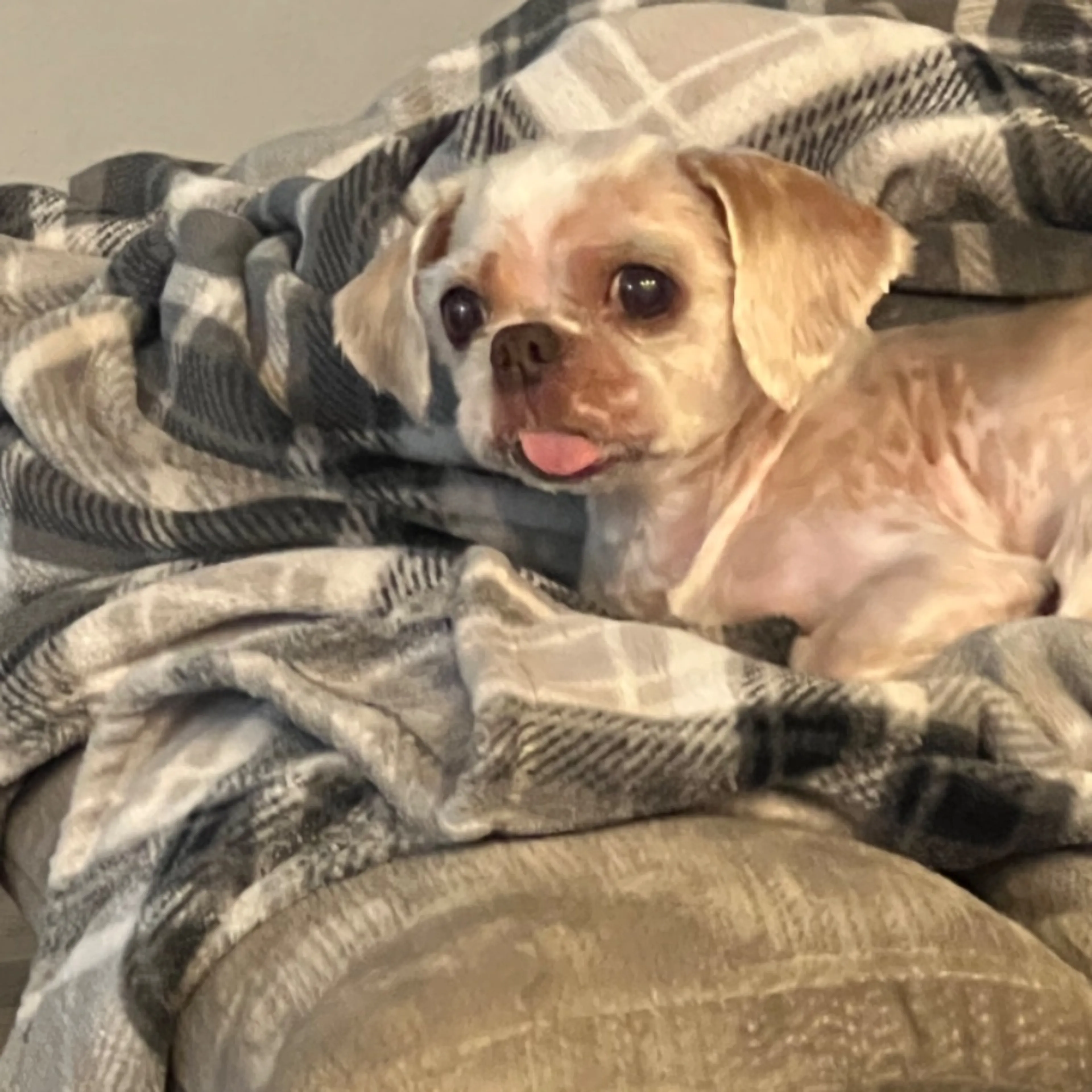 Lost pet