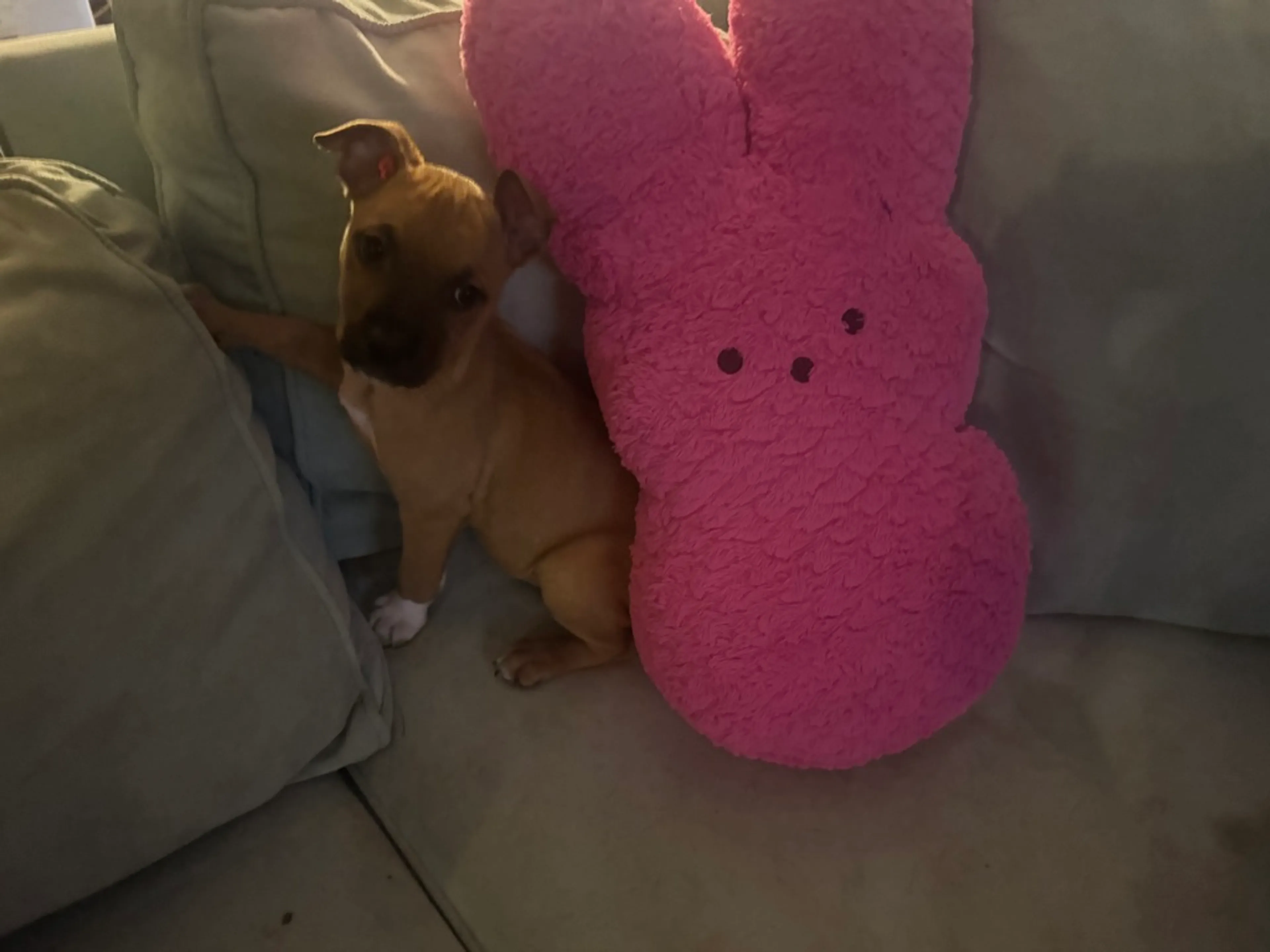 Found pet-1