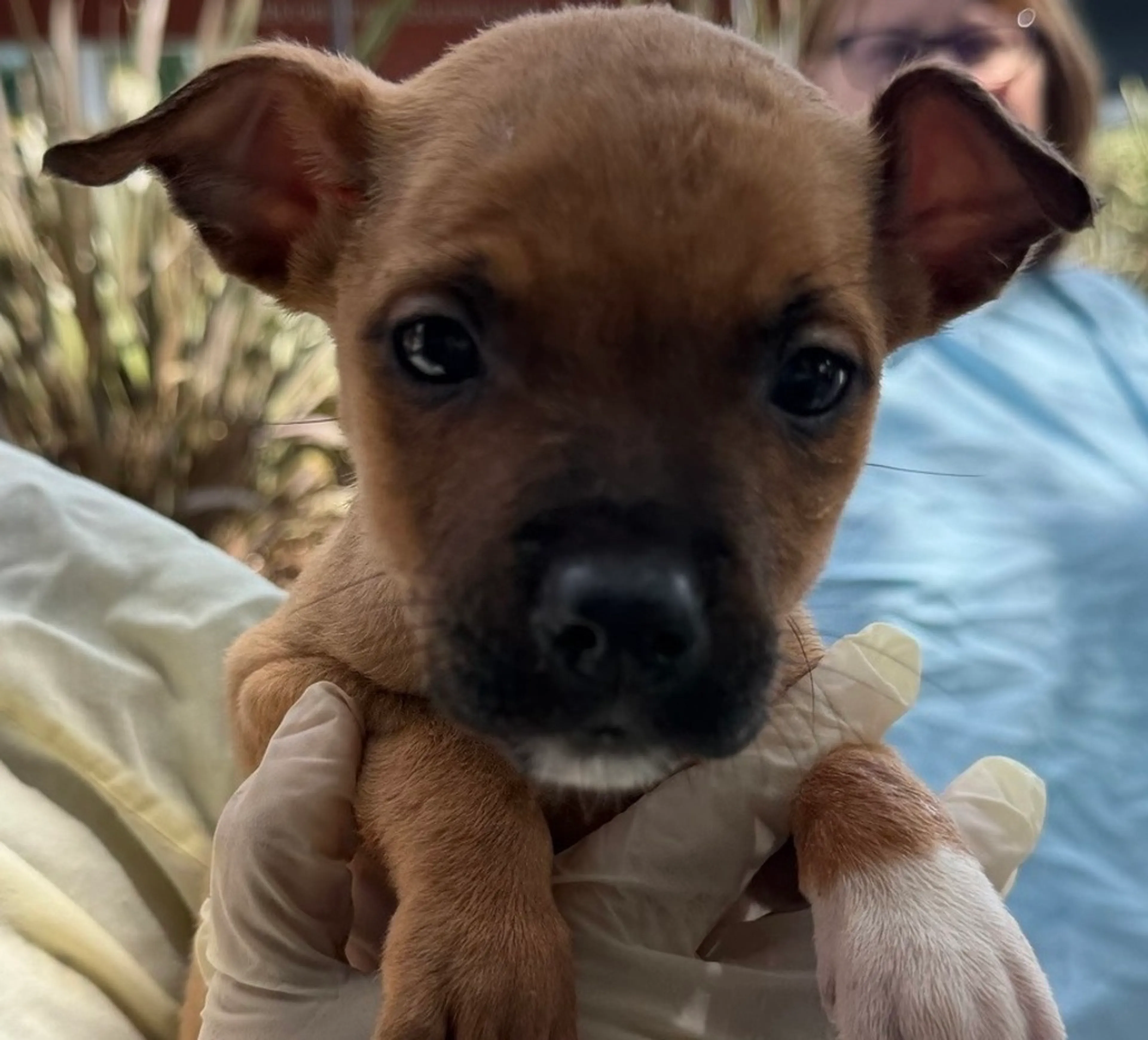 Found pet-2