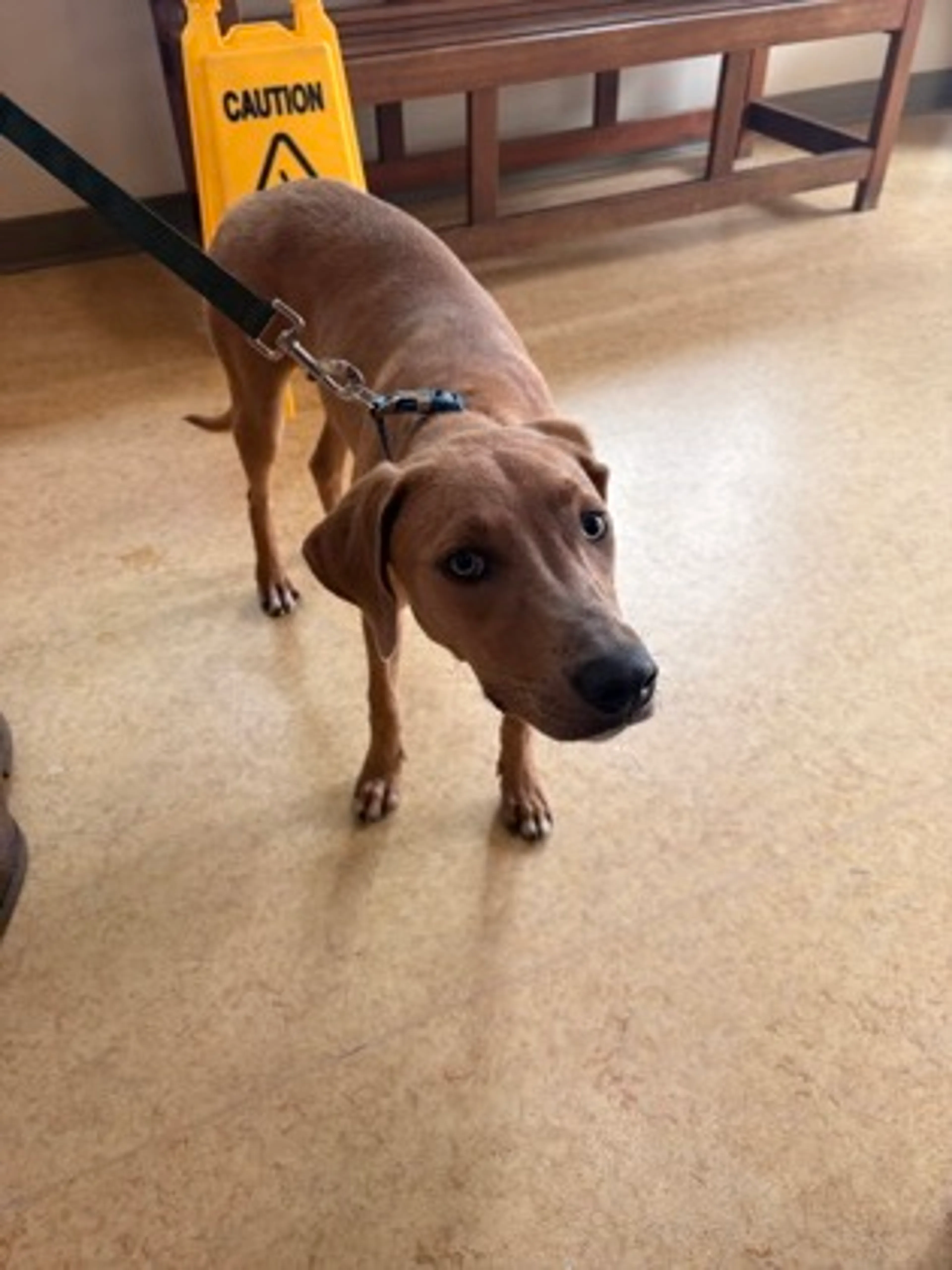 Found pet-1