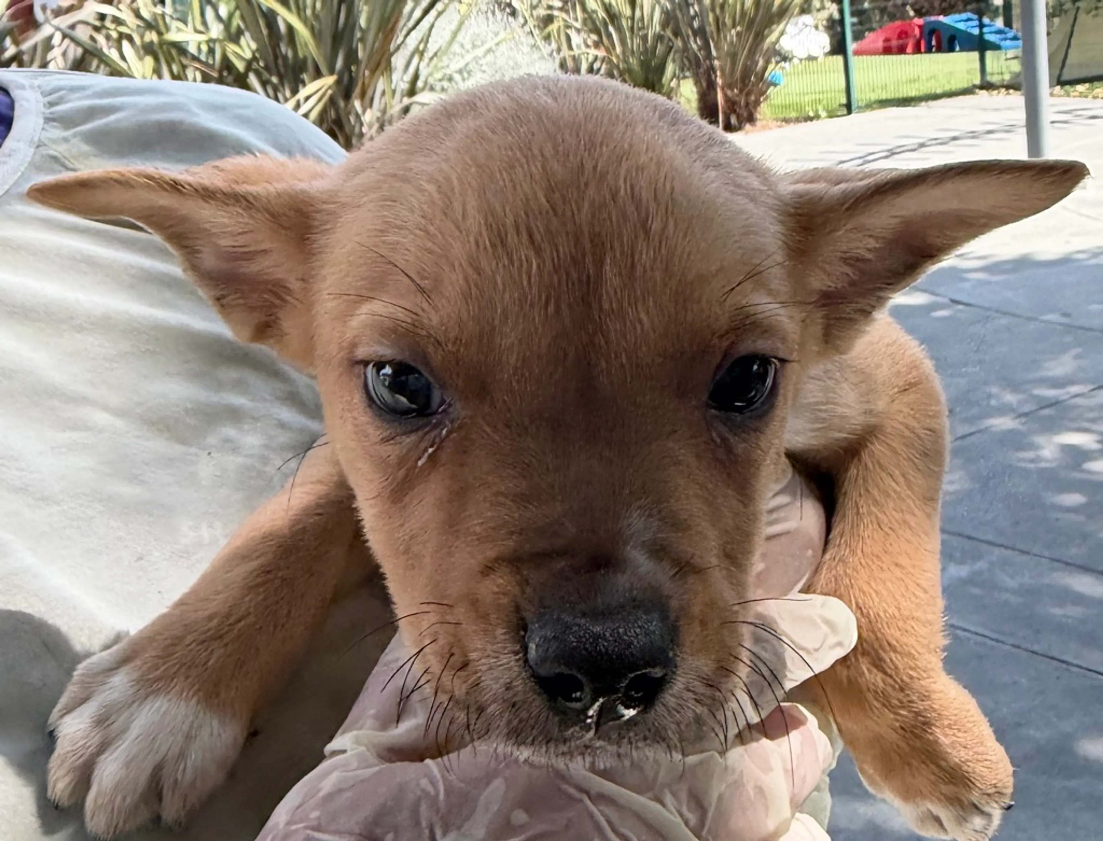 Found pet-1