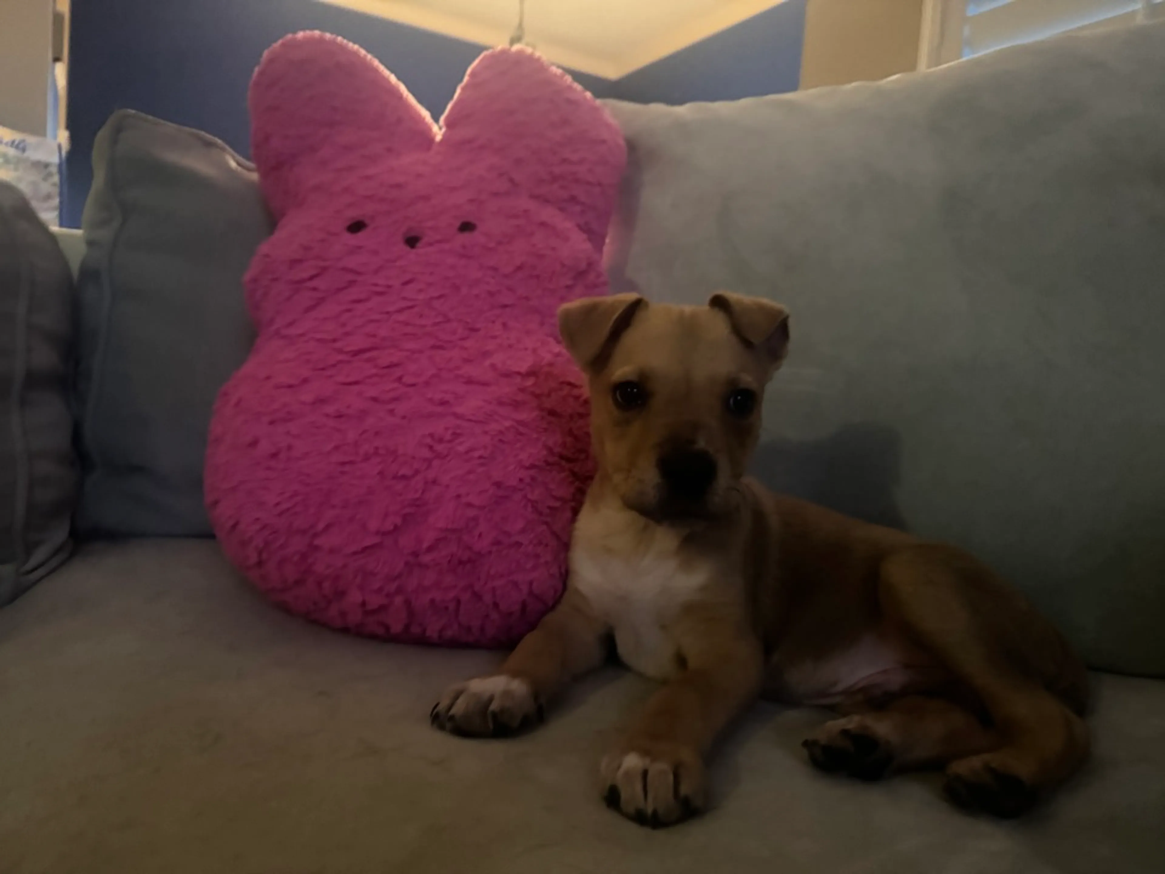Found pet-0