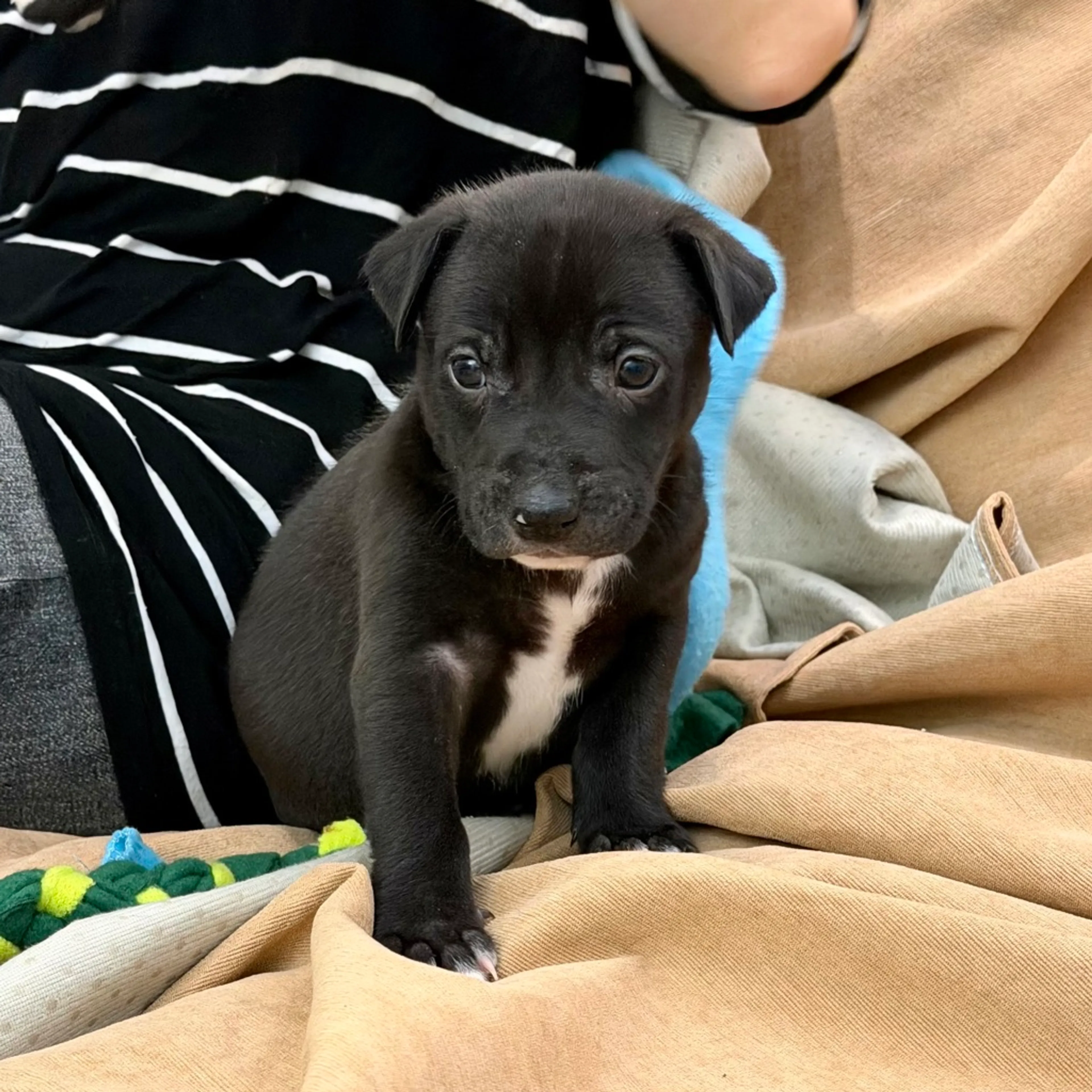 Found pet-1