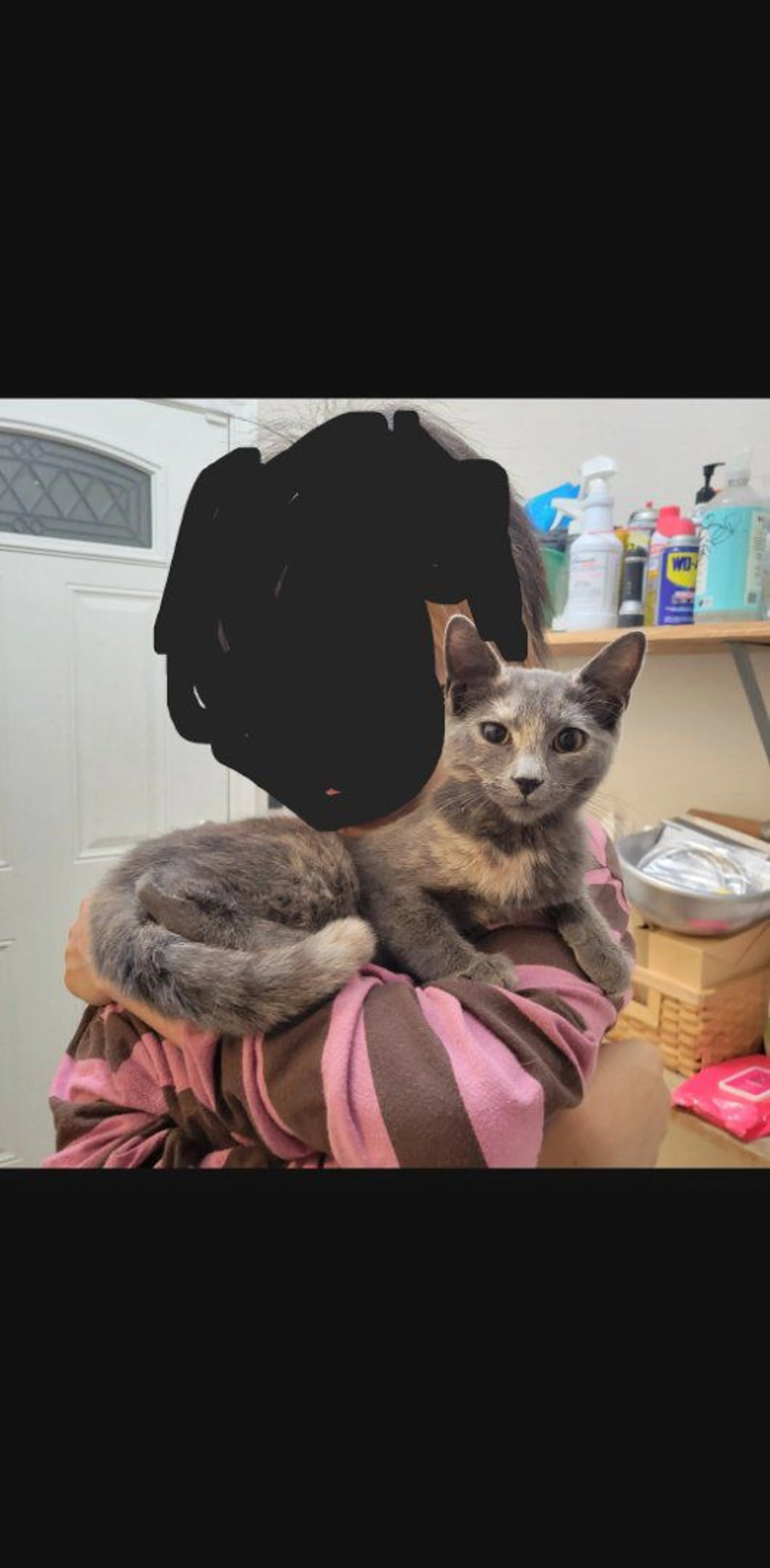 Lost pet