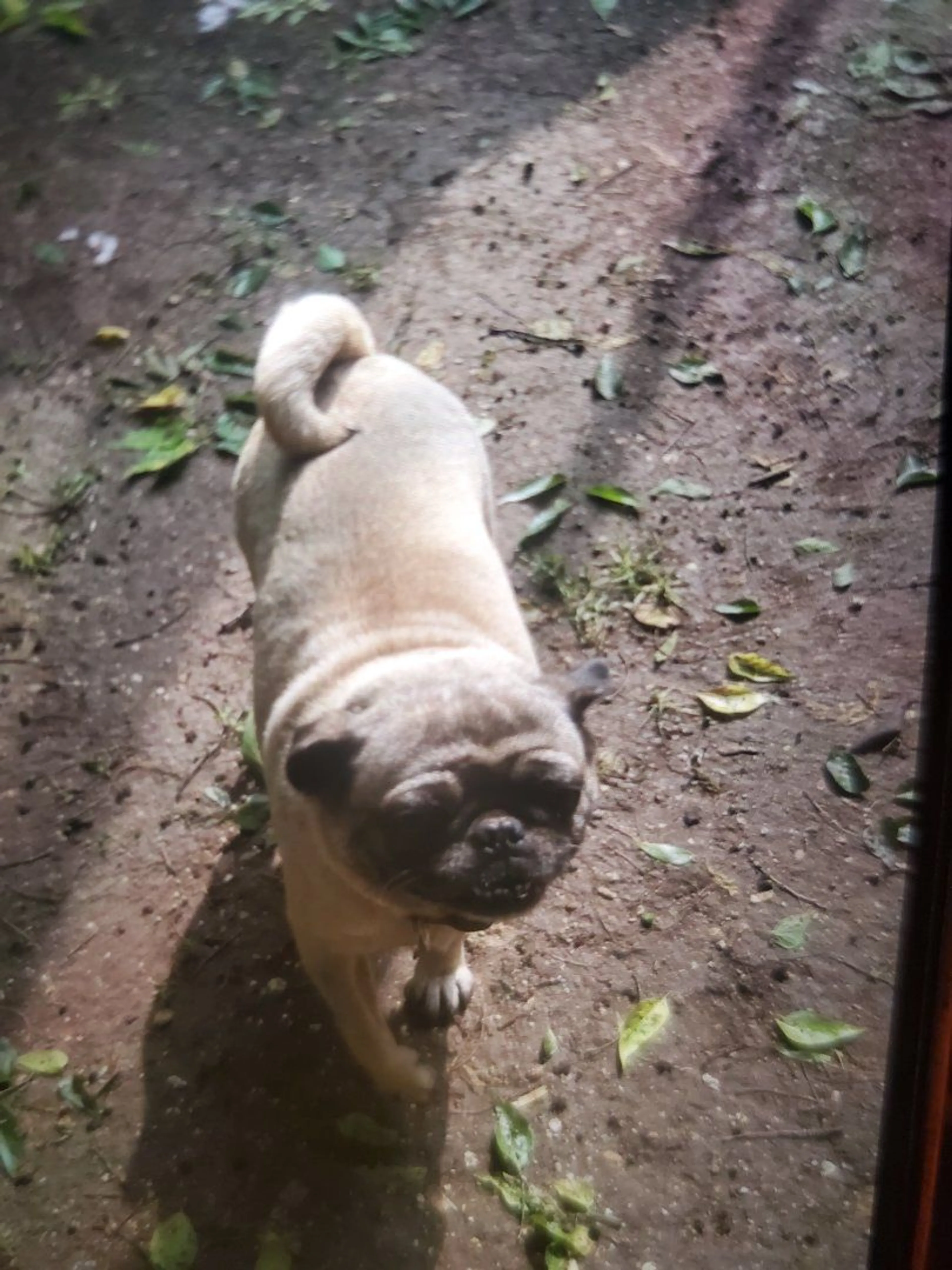 Lost pet