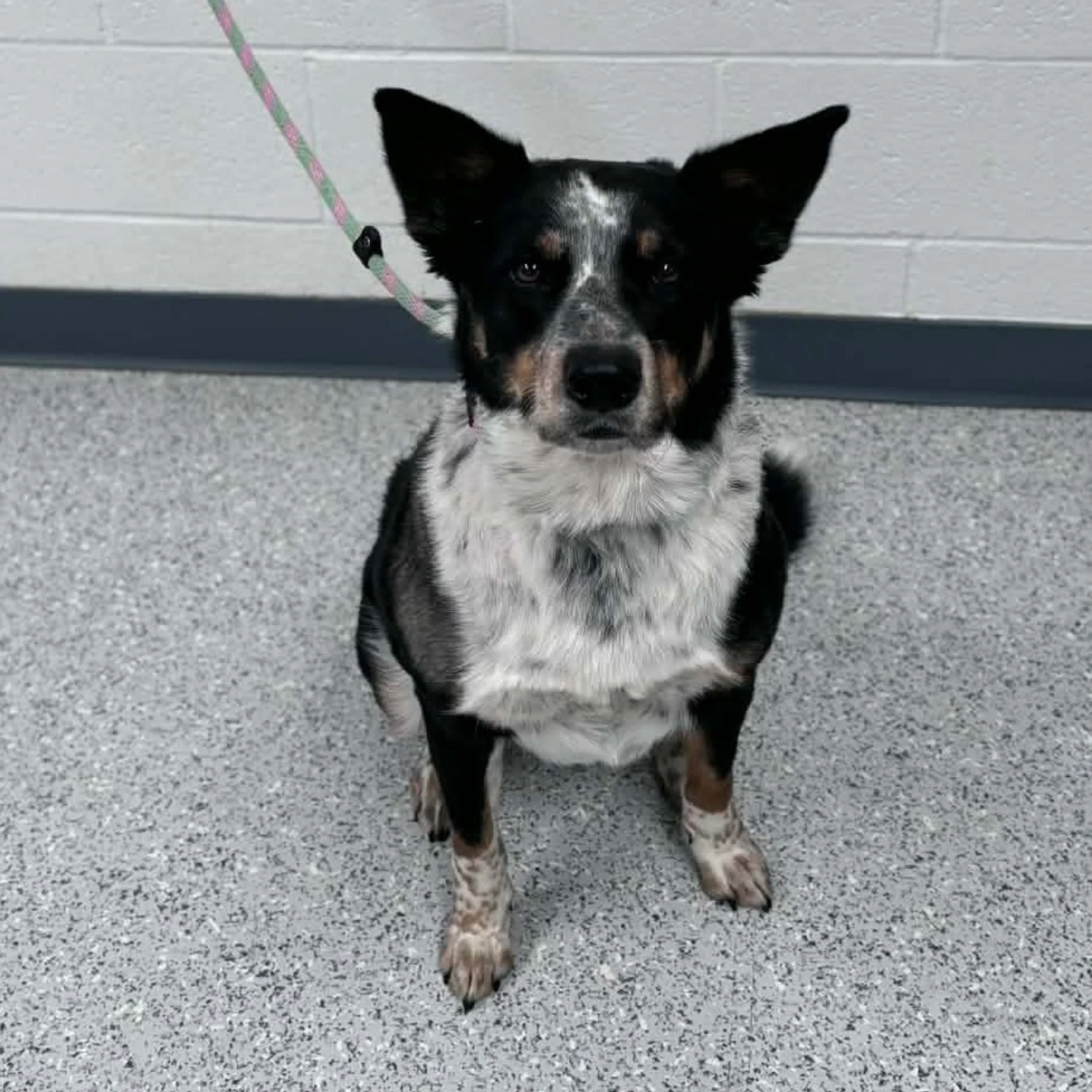 Found pet-1